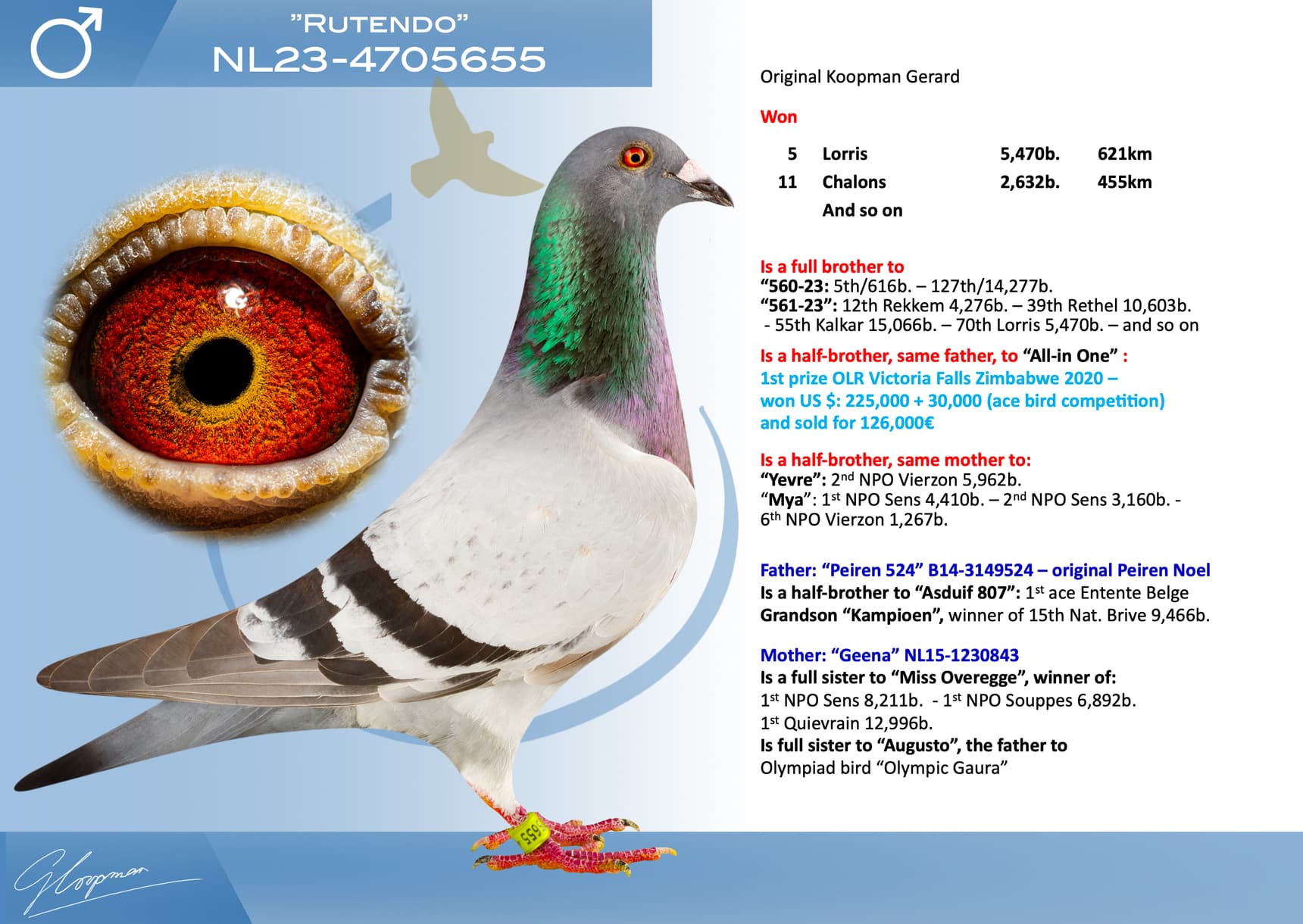 pigeon: undefined