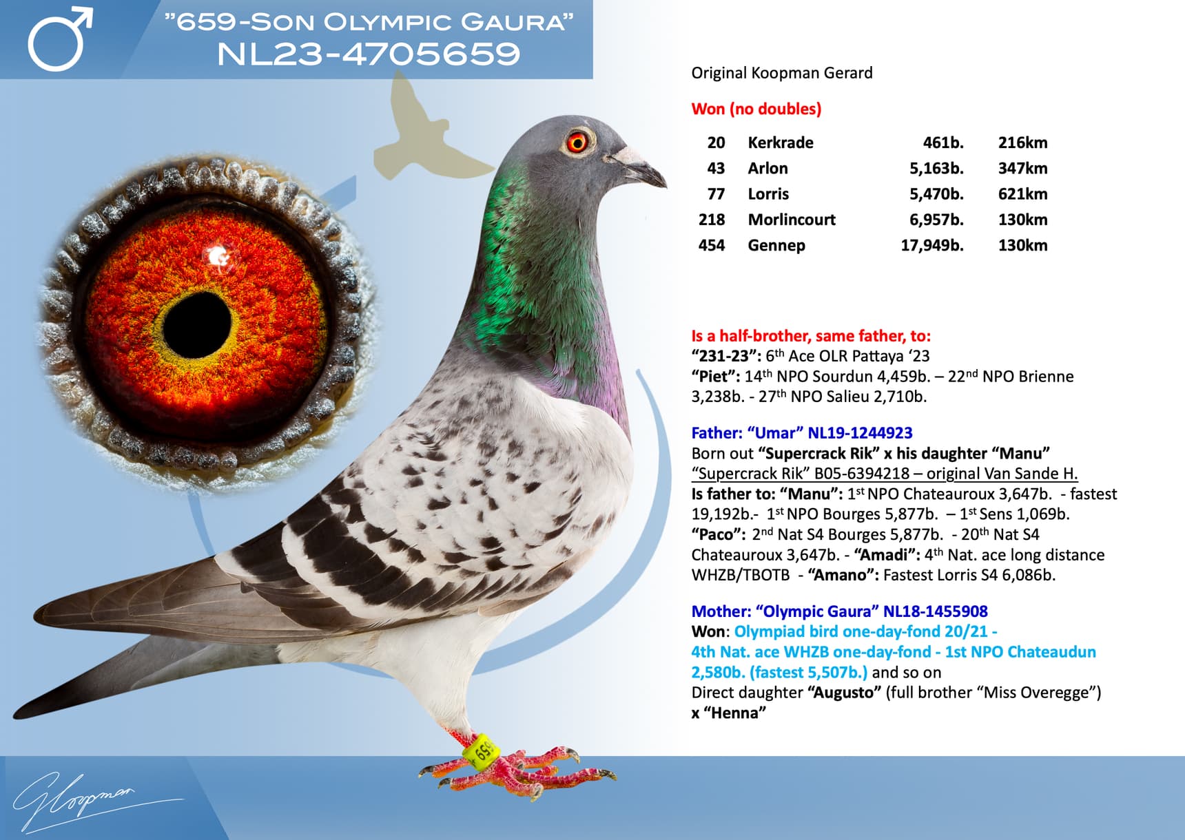 pigeon: undefined
