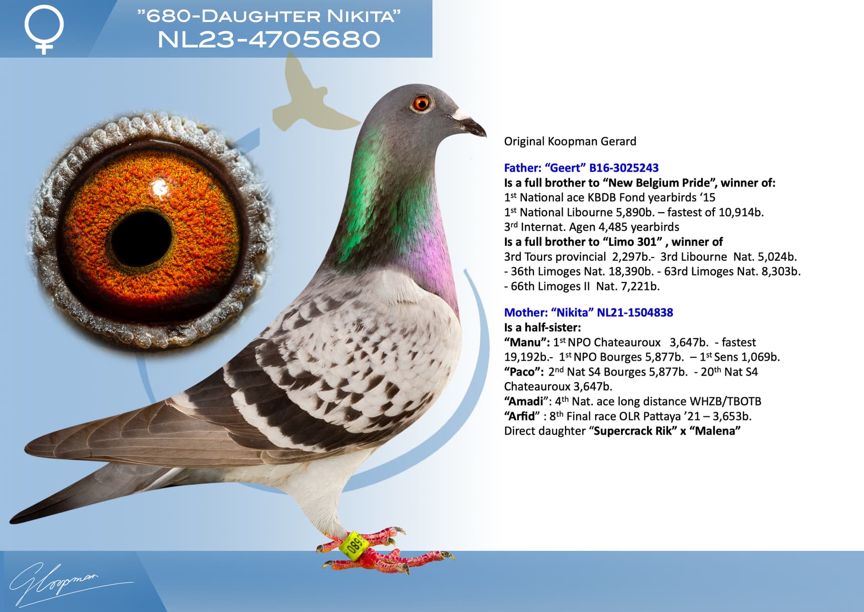 pigeon: undefined