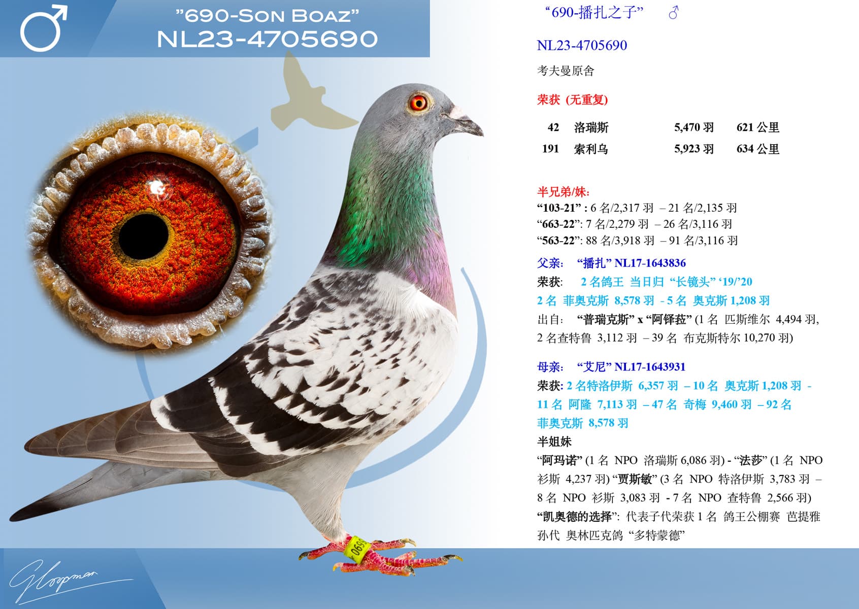 pigeon: undefined