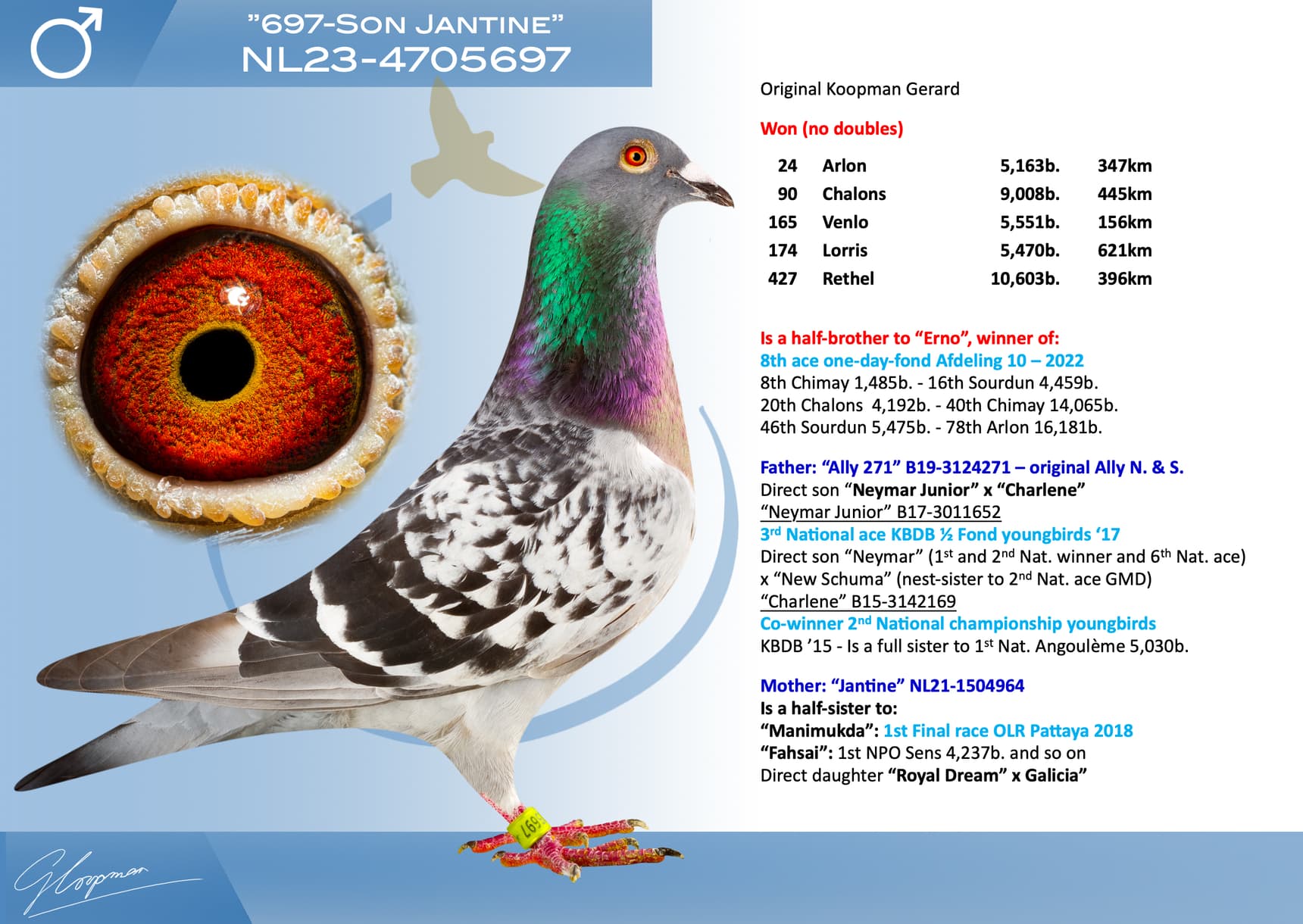 pigeon: undefined
