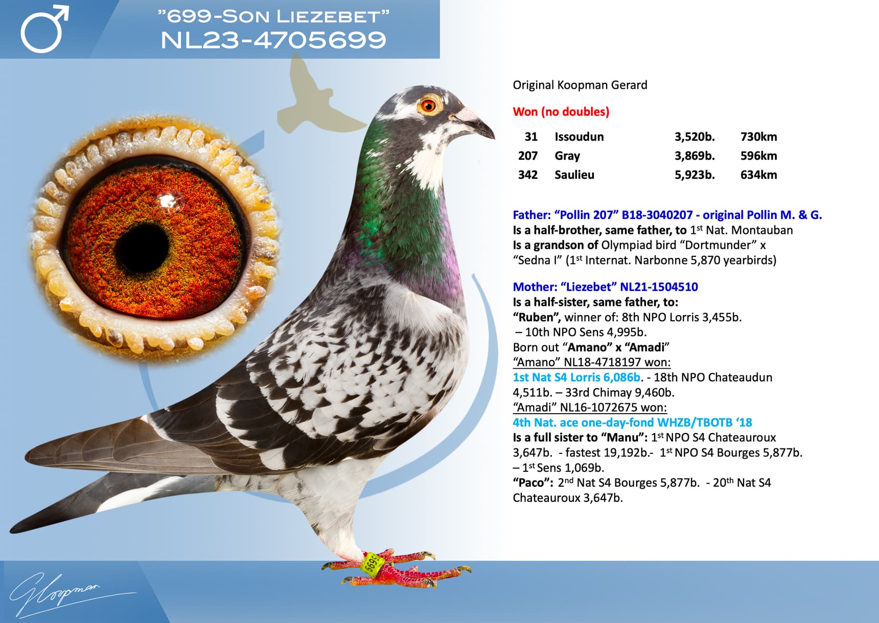 pigeon: undefined