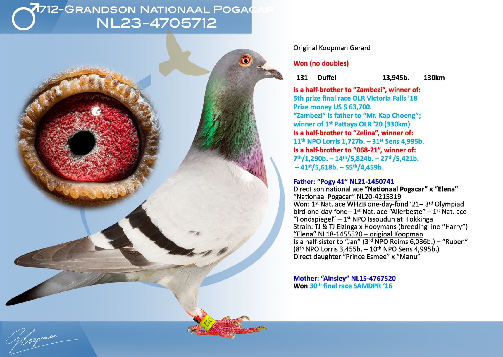pigeon: undefined