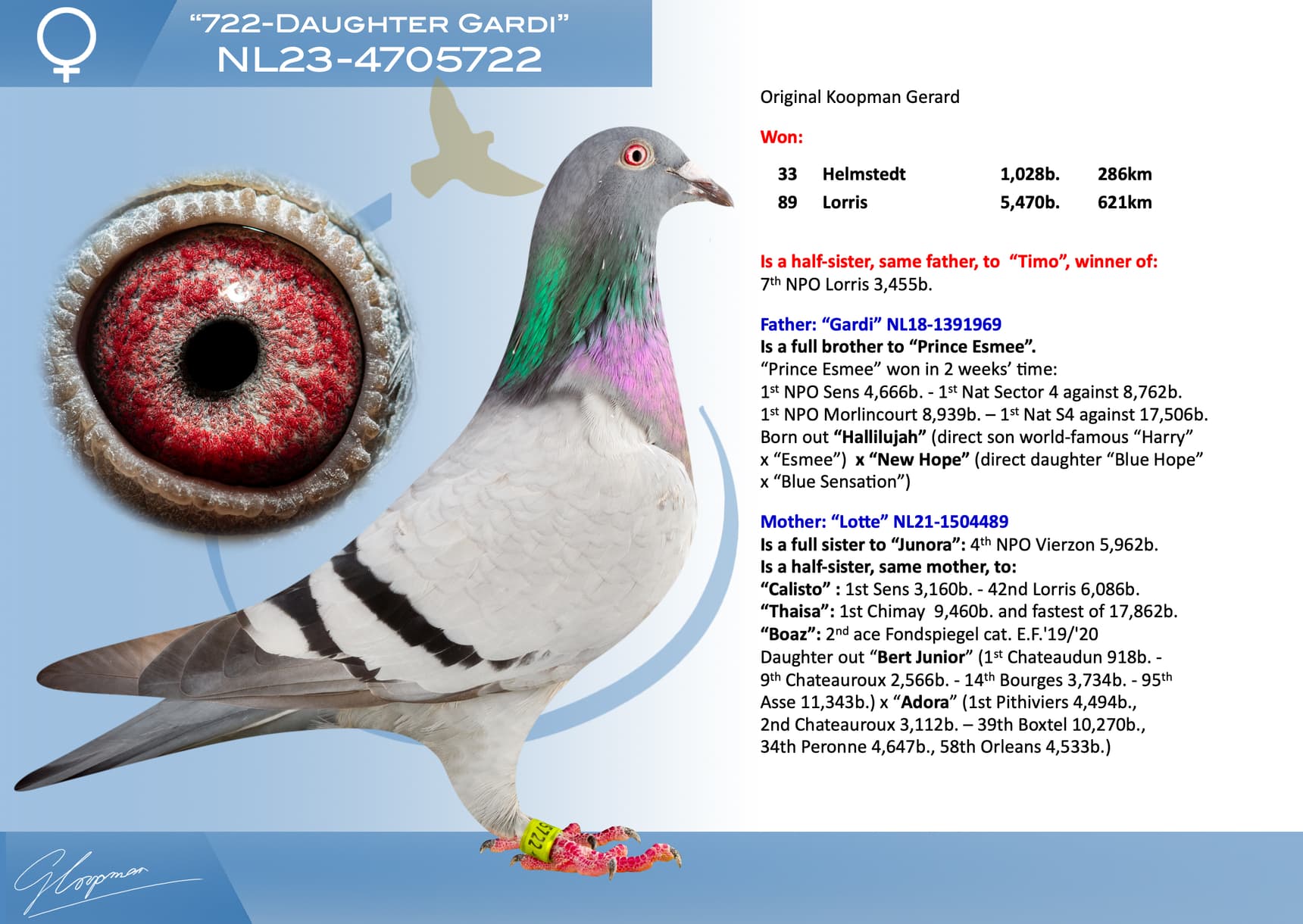 pigeon: undefined
