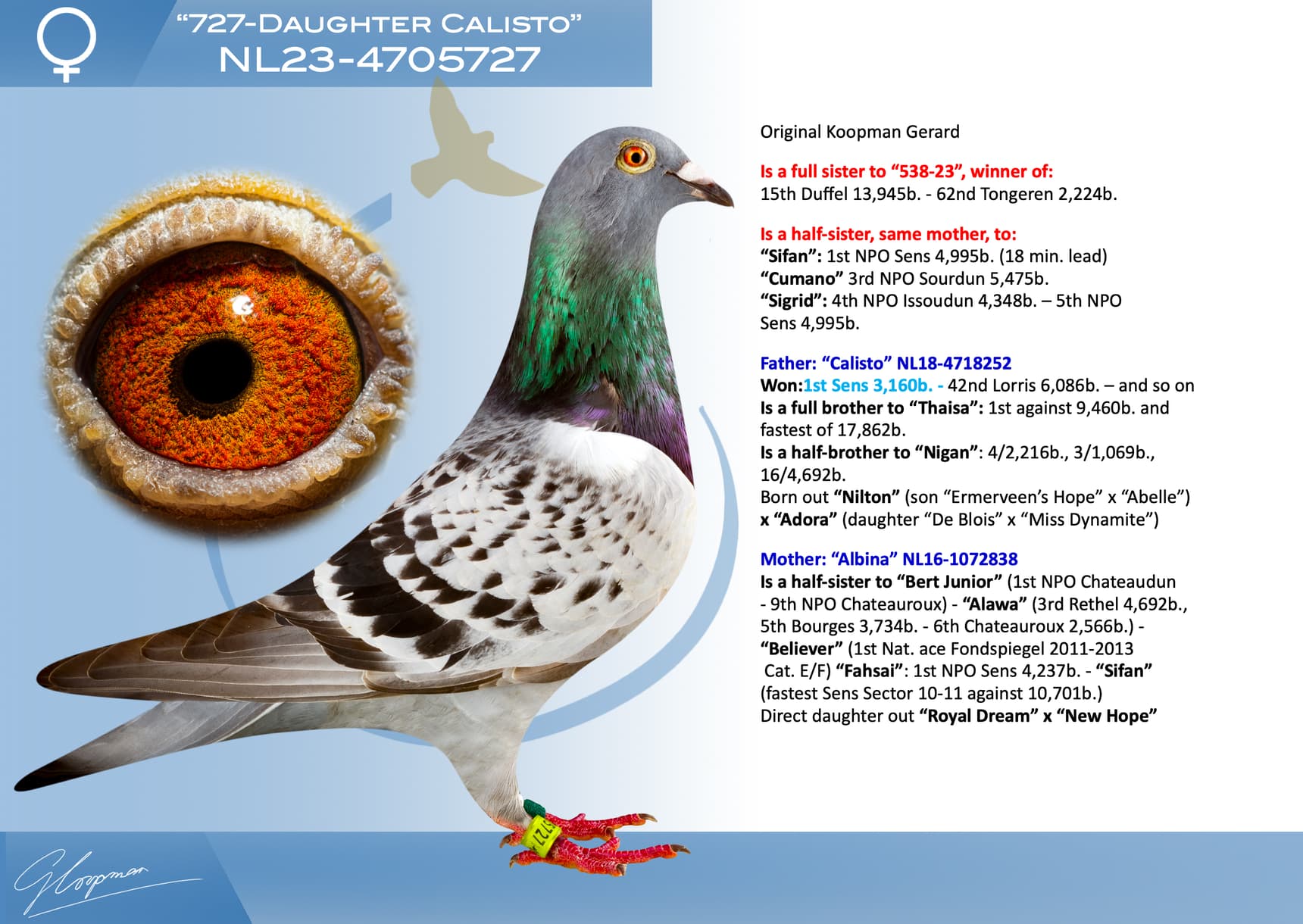 pigeon: undefined