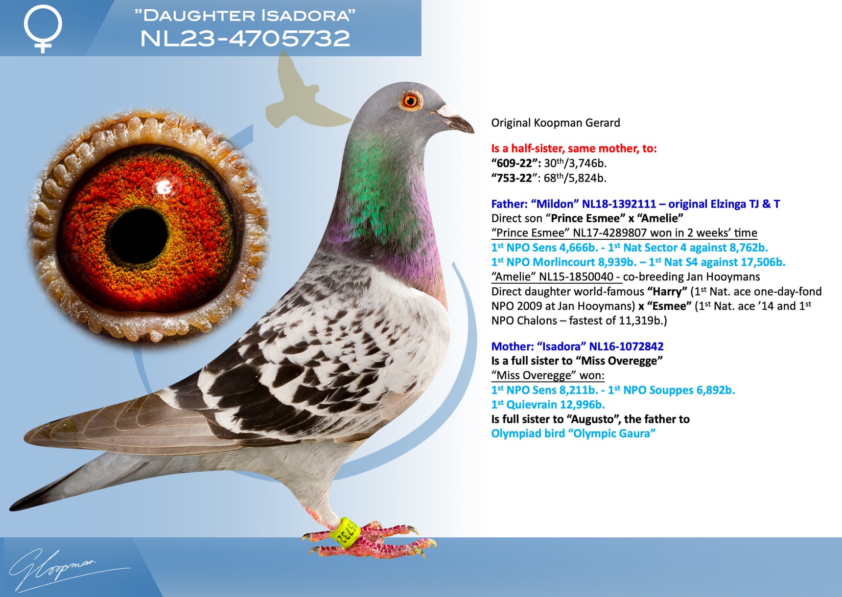 pigeon: undefined