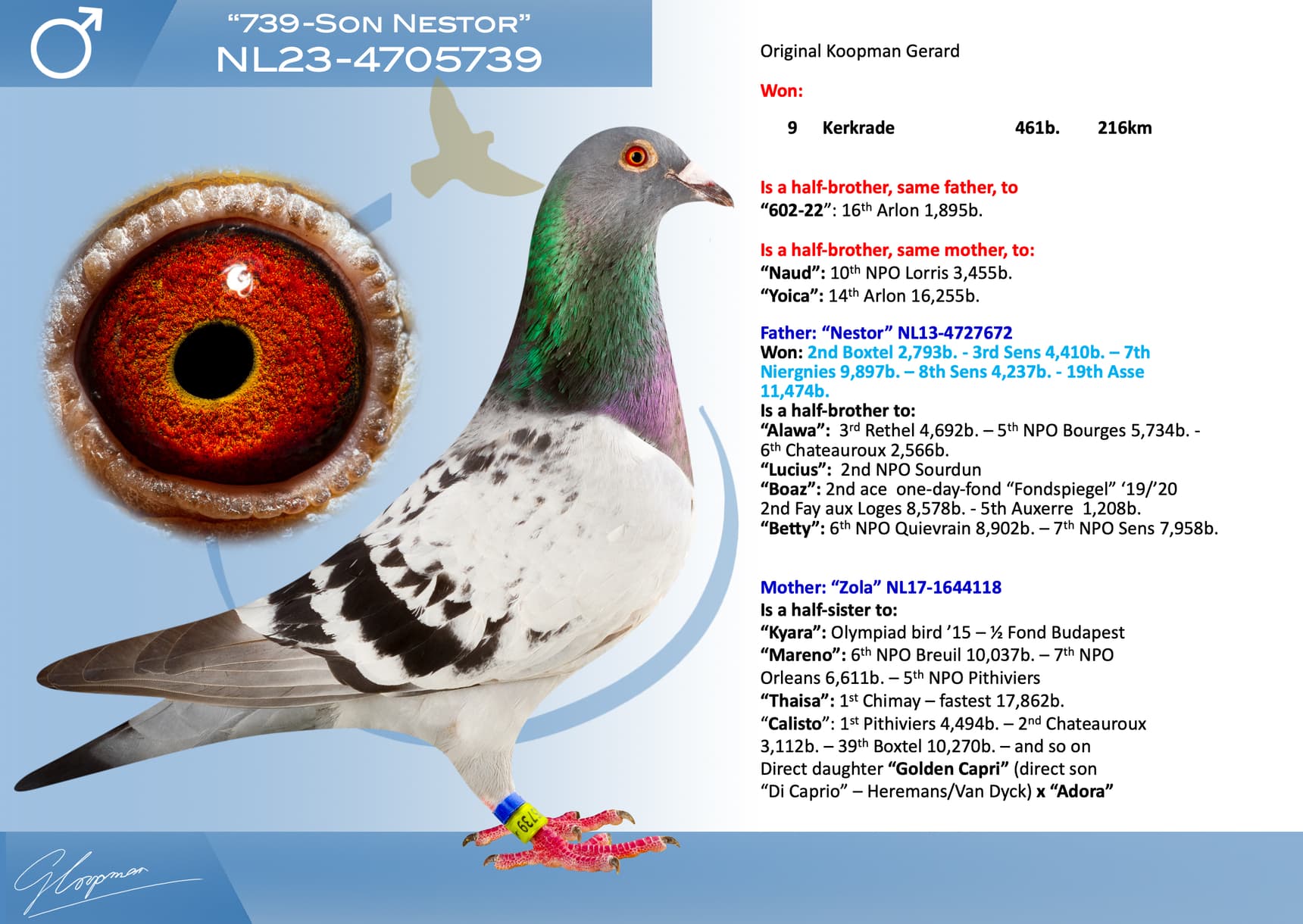 pigeon: undefined