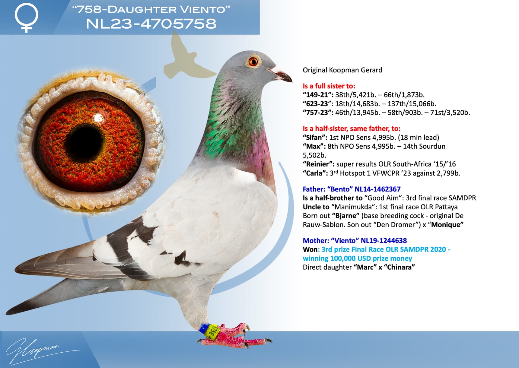 pigeon: undefined