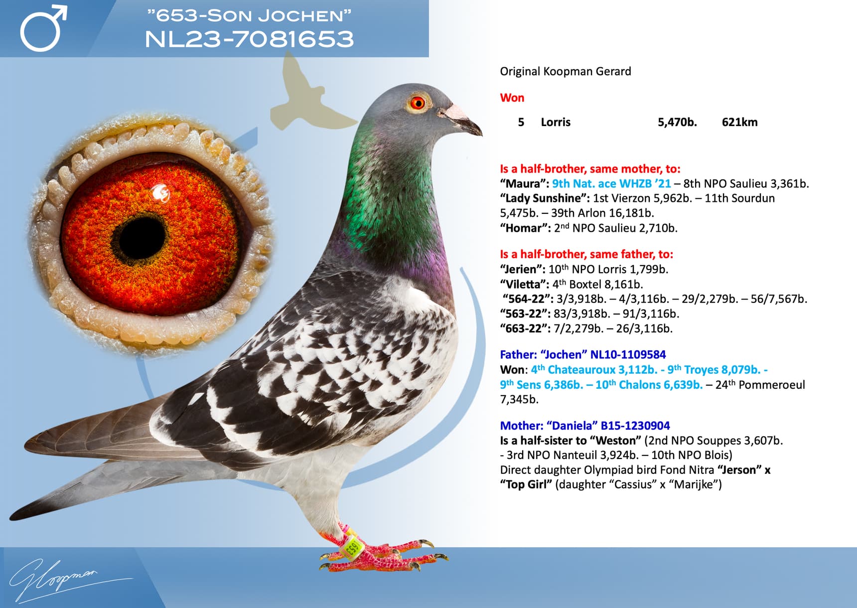 pigeon: undefined