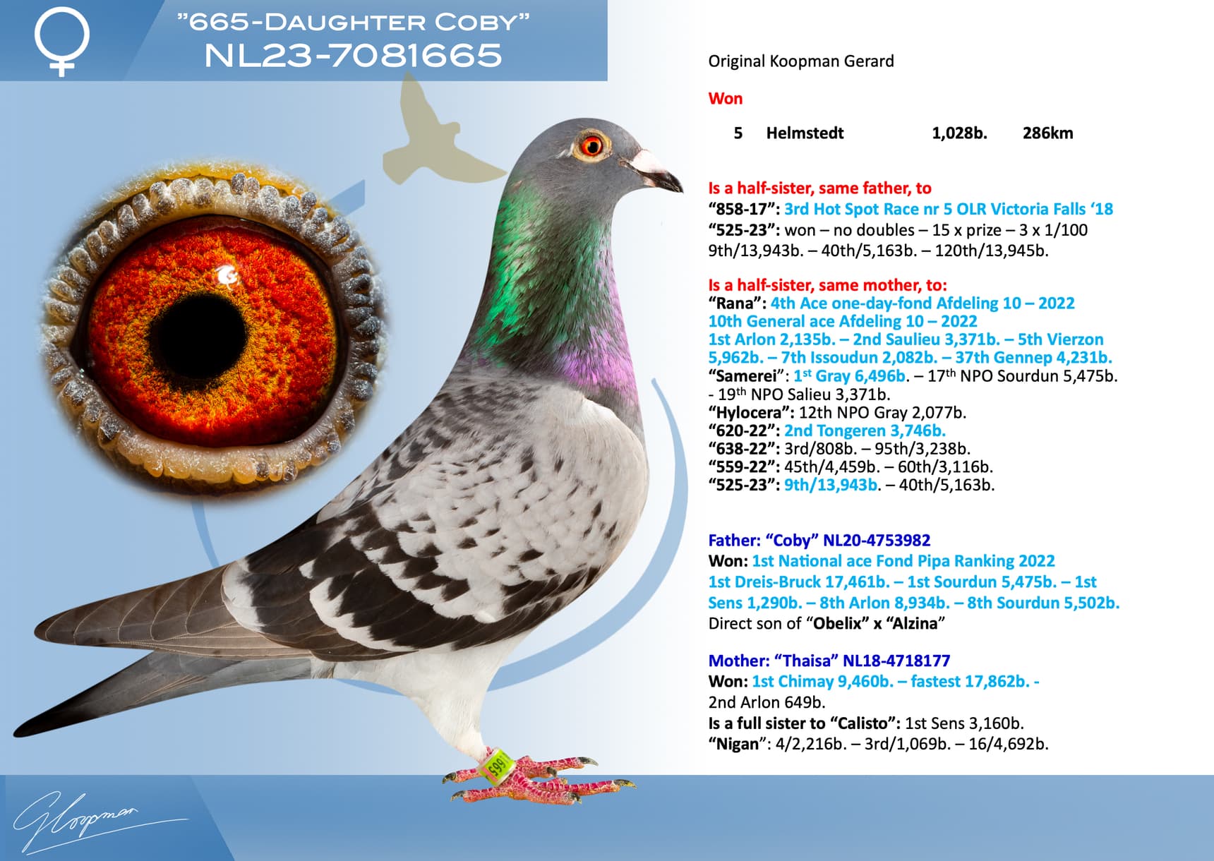 pigeon: undefined