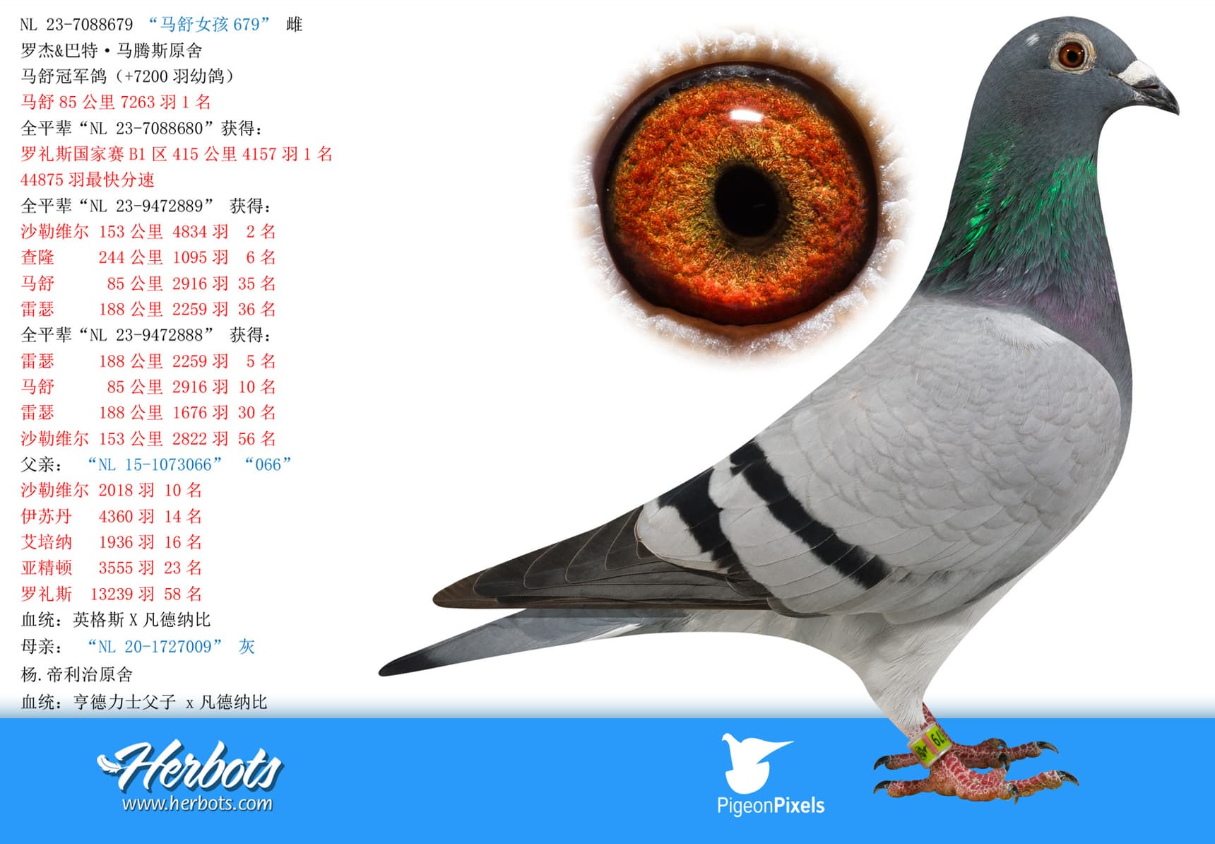 pigeon: undefined
