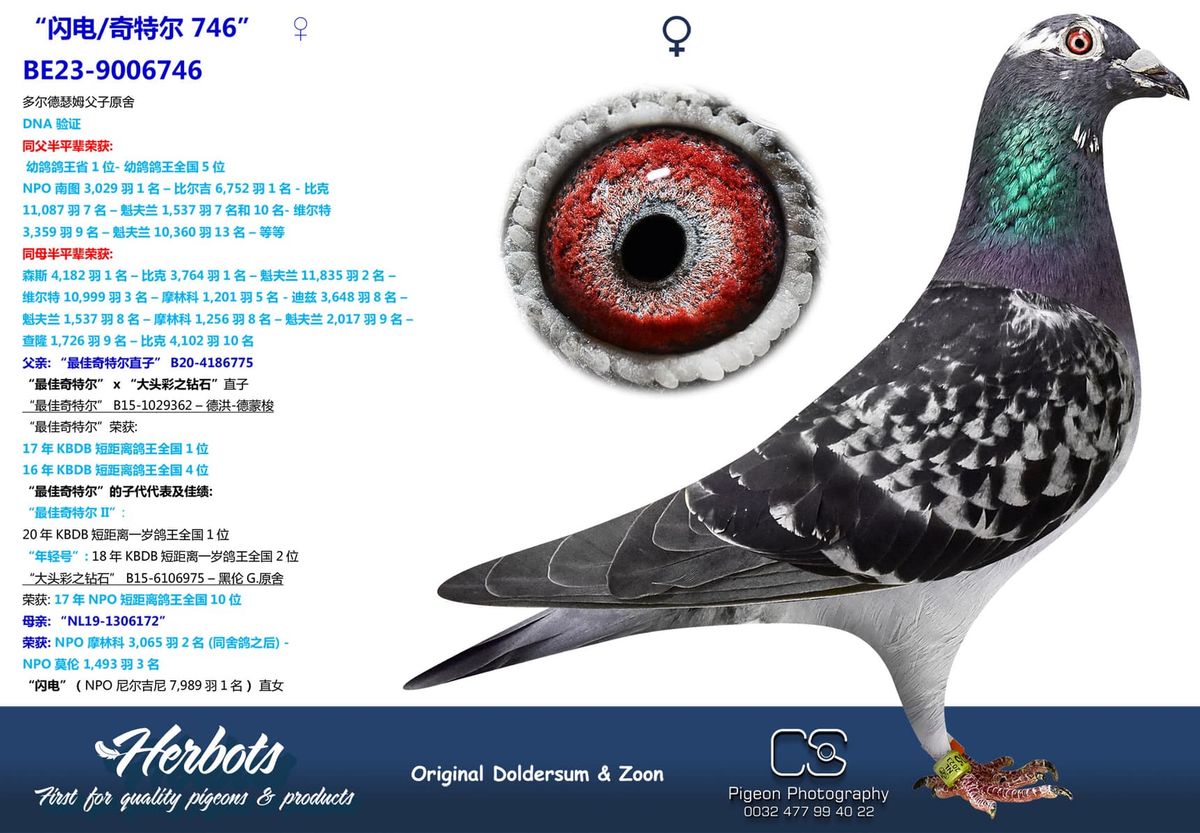 pigeon: “闪电/奇特尔 746”