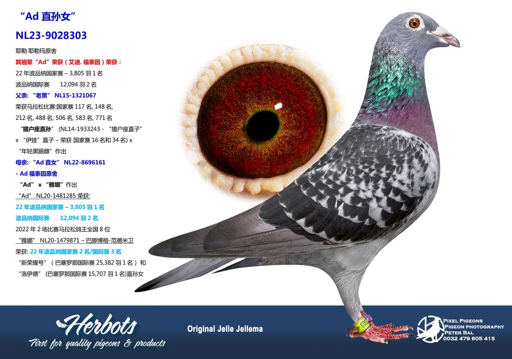 pigeon: undefined