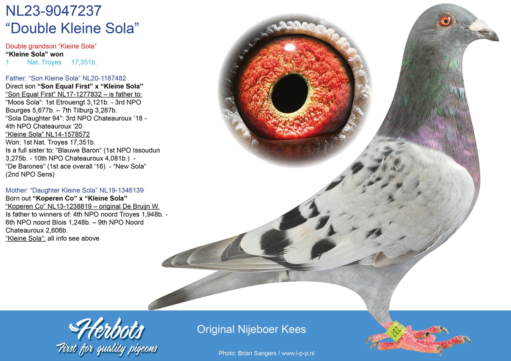pigeon: undefined