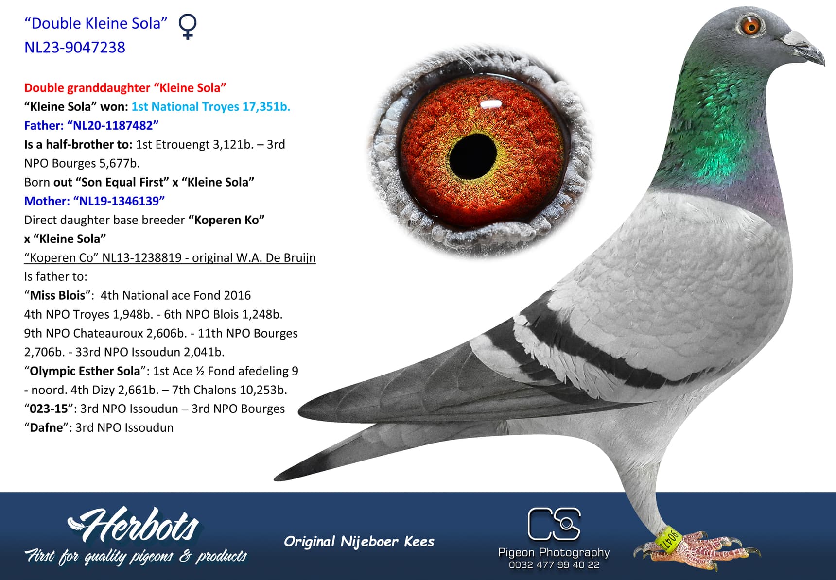 pigeon: undefined