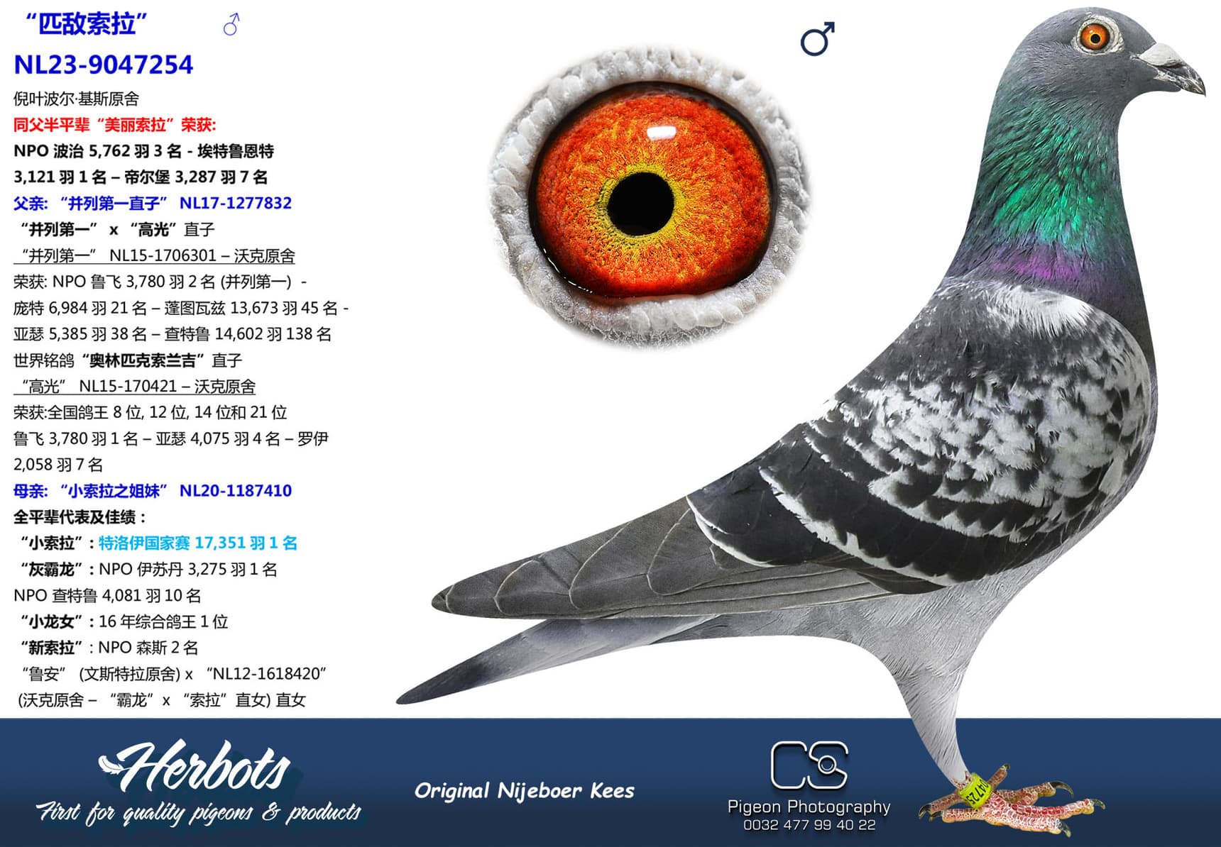 pigeon: undefined