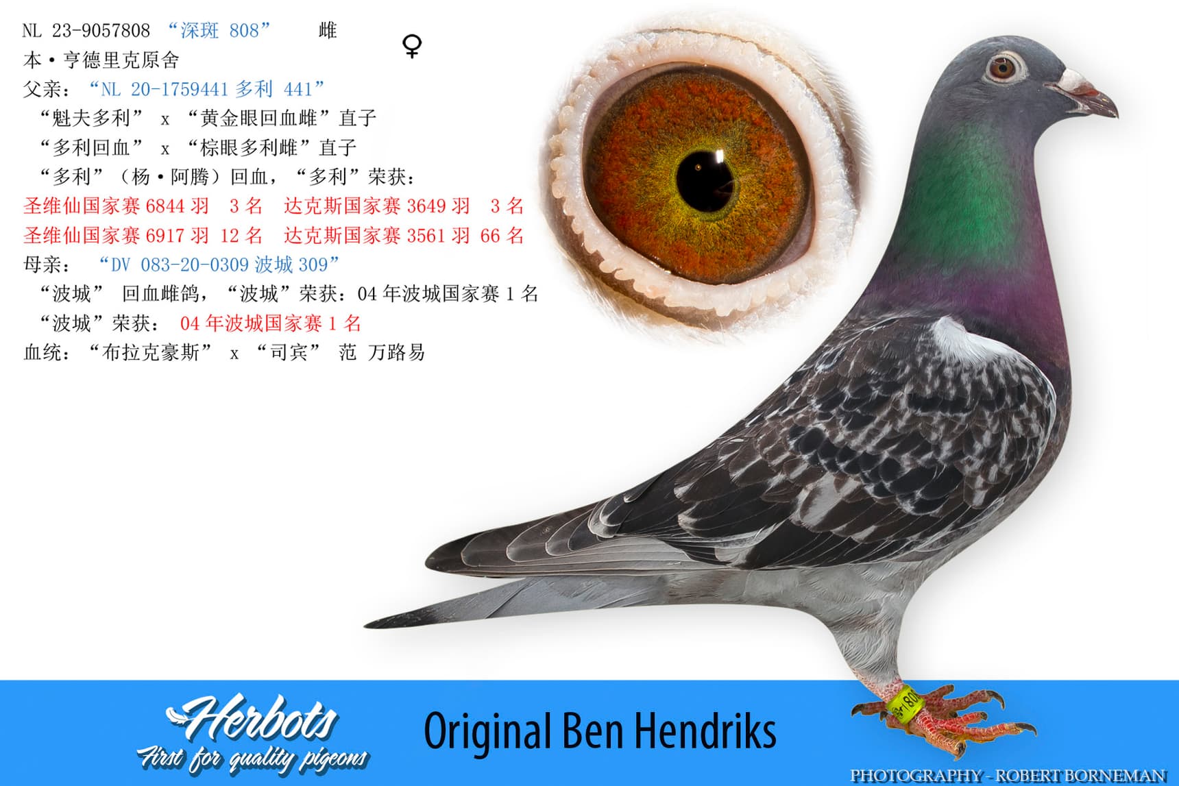 pigeon: undefined