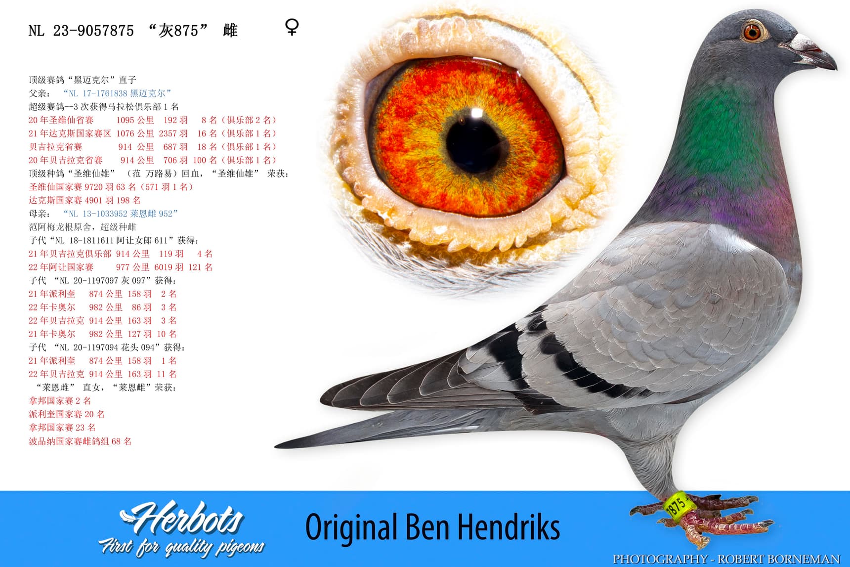 pigeon: undefined