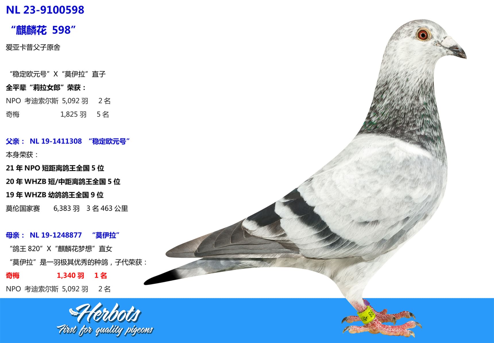 pigeon: undefined