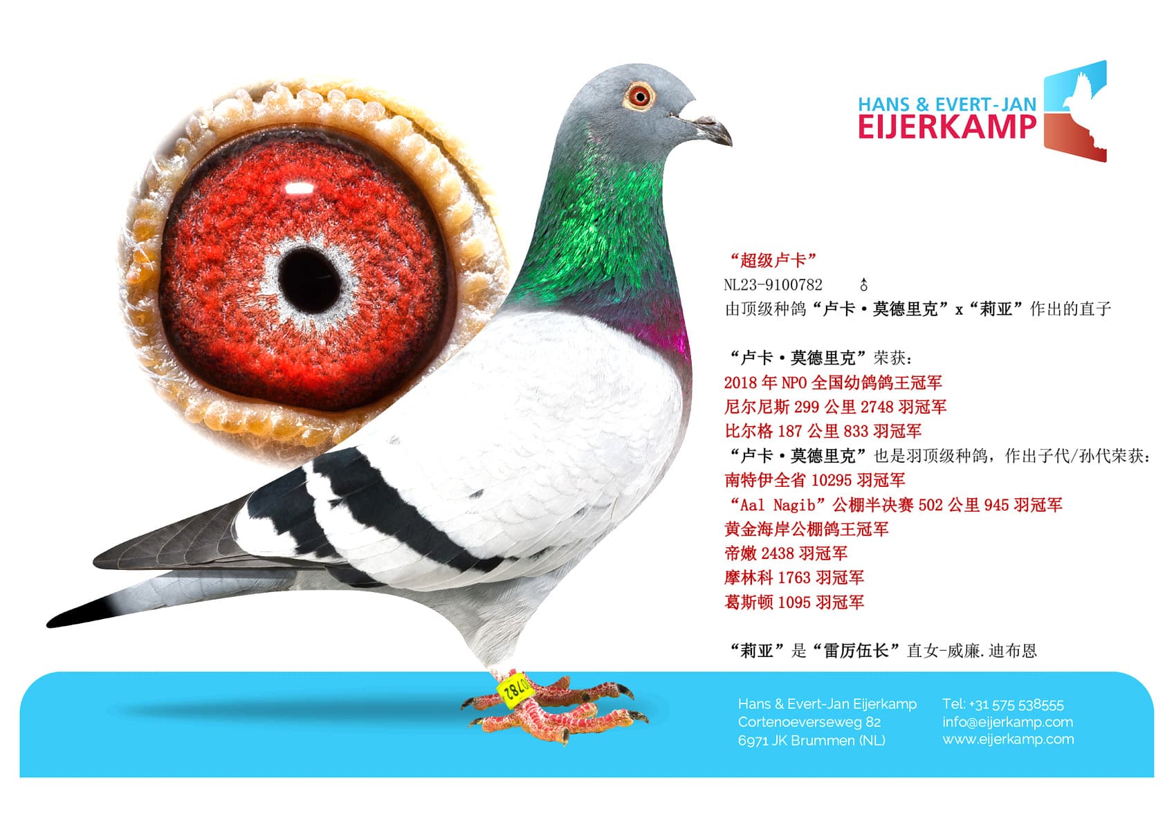 pigeon: “超级卢卡”