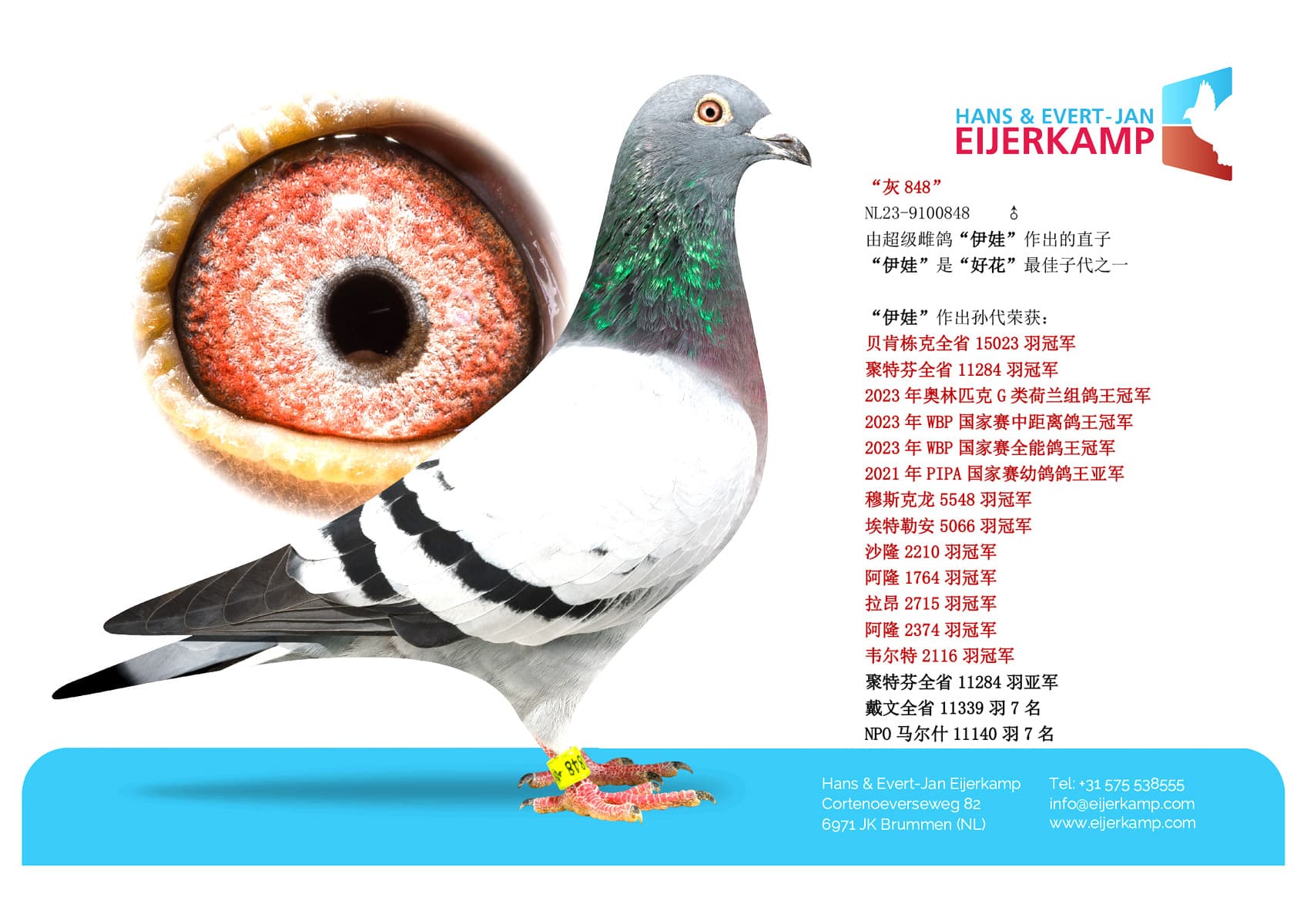 pigeon: “灰848”