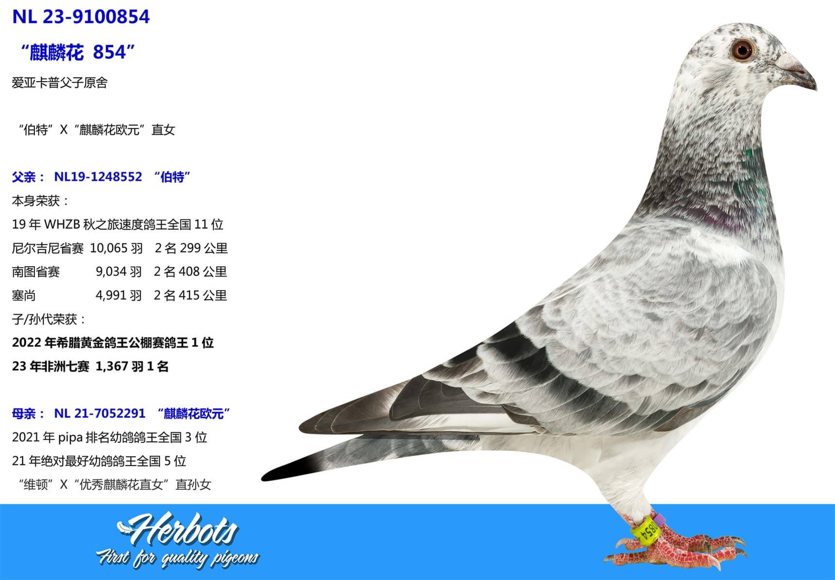 pigeon: undefined
