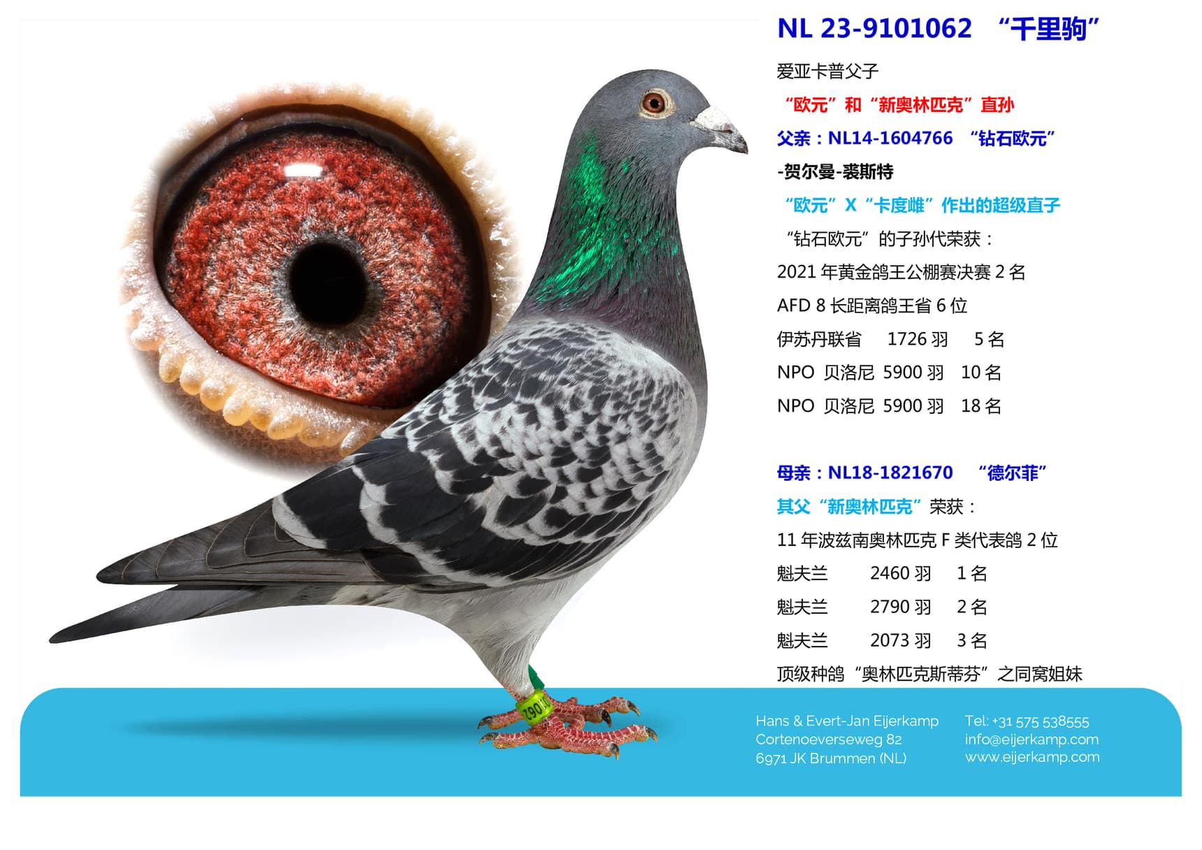 pigeon: undefined