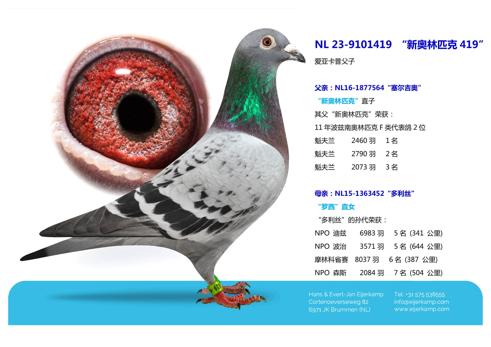 pigeon: undefined