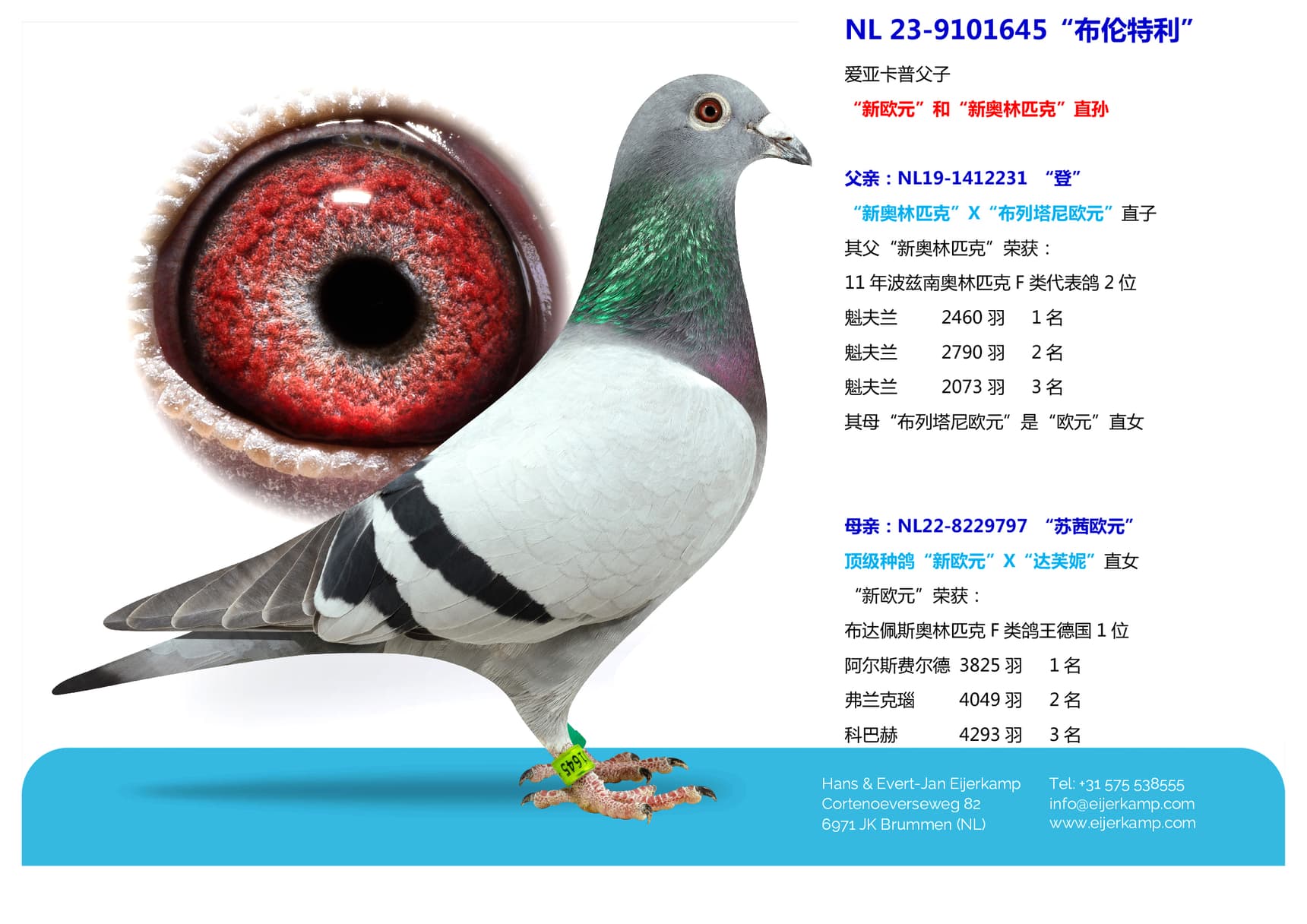 pigeon: undefined