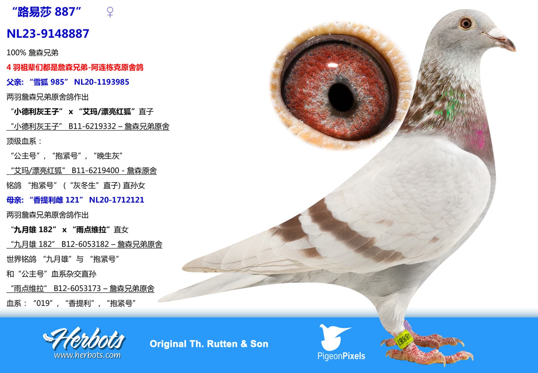 pigeon: “路易莎 887”