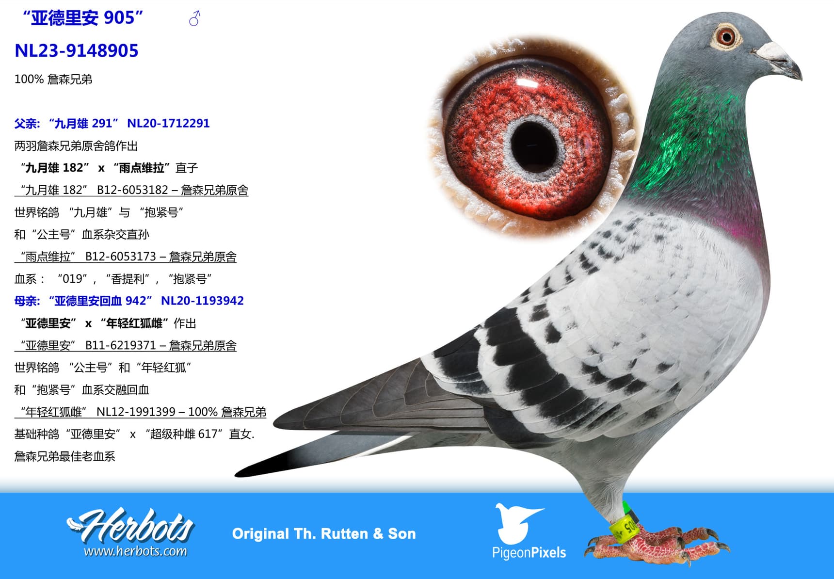 pigeon: “亚德里安 905”
