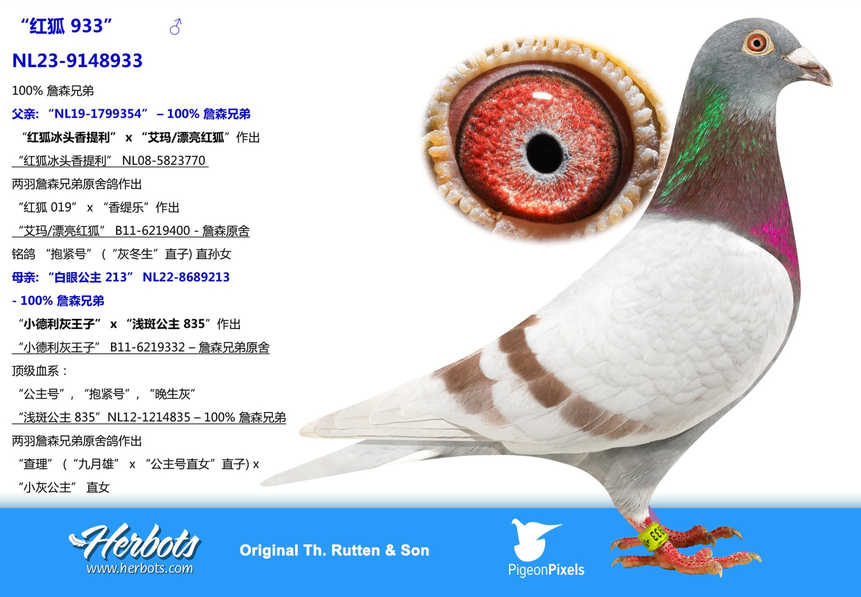 pigeon: “红狐 933”