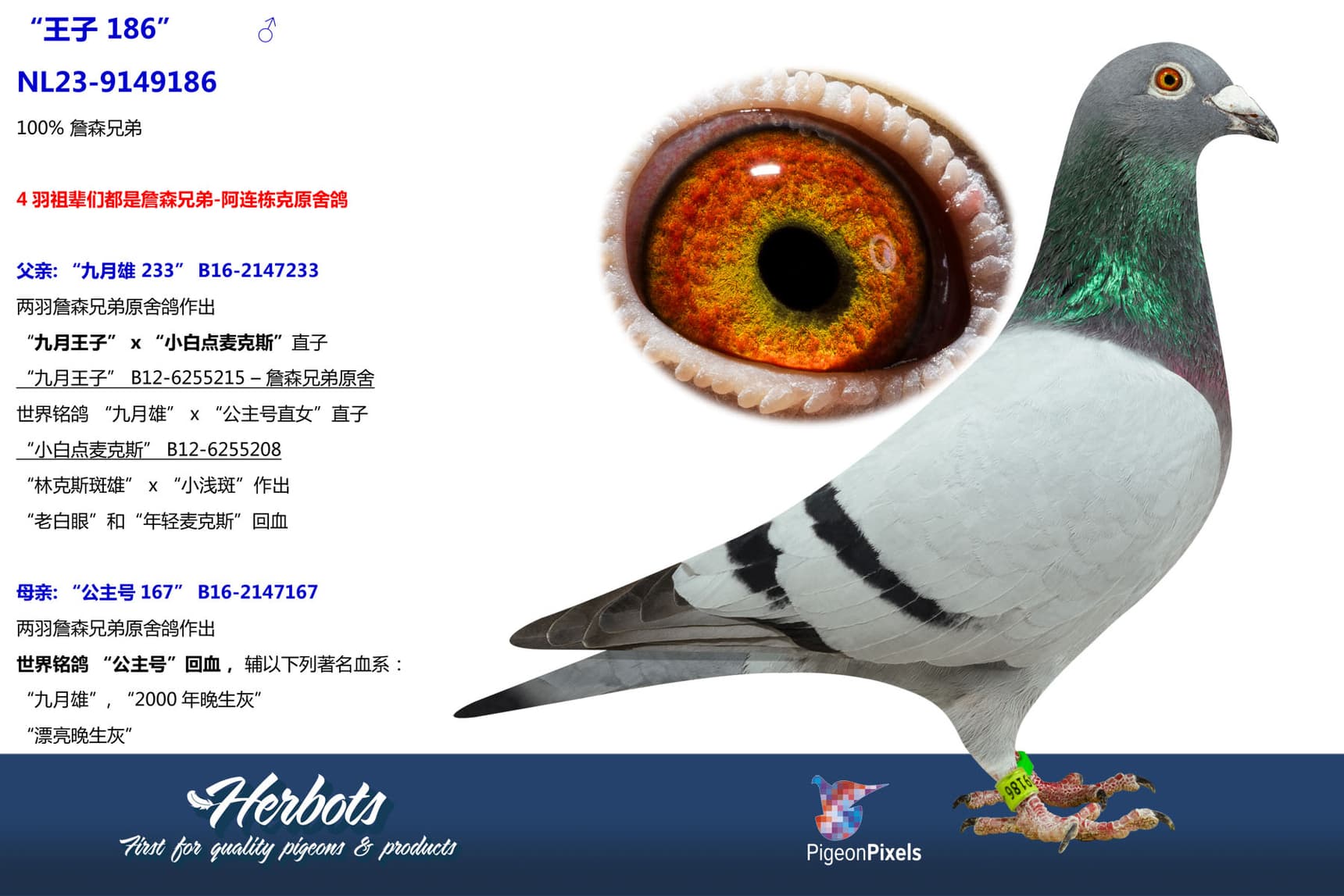 pigeon: undefined
