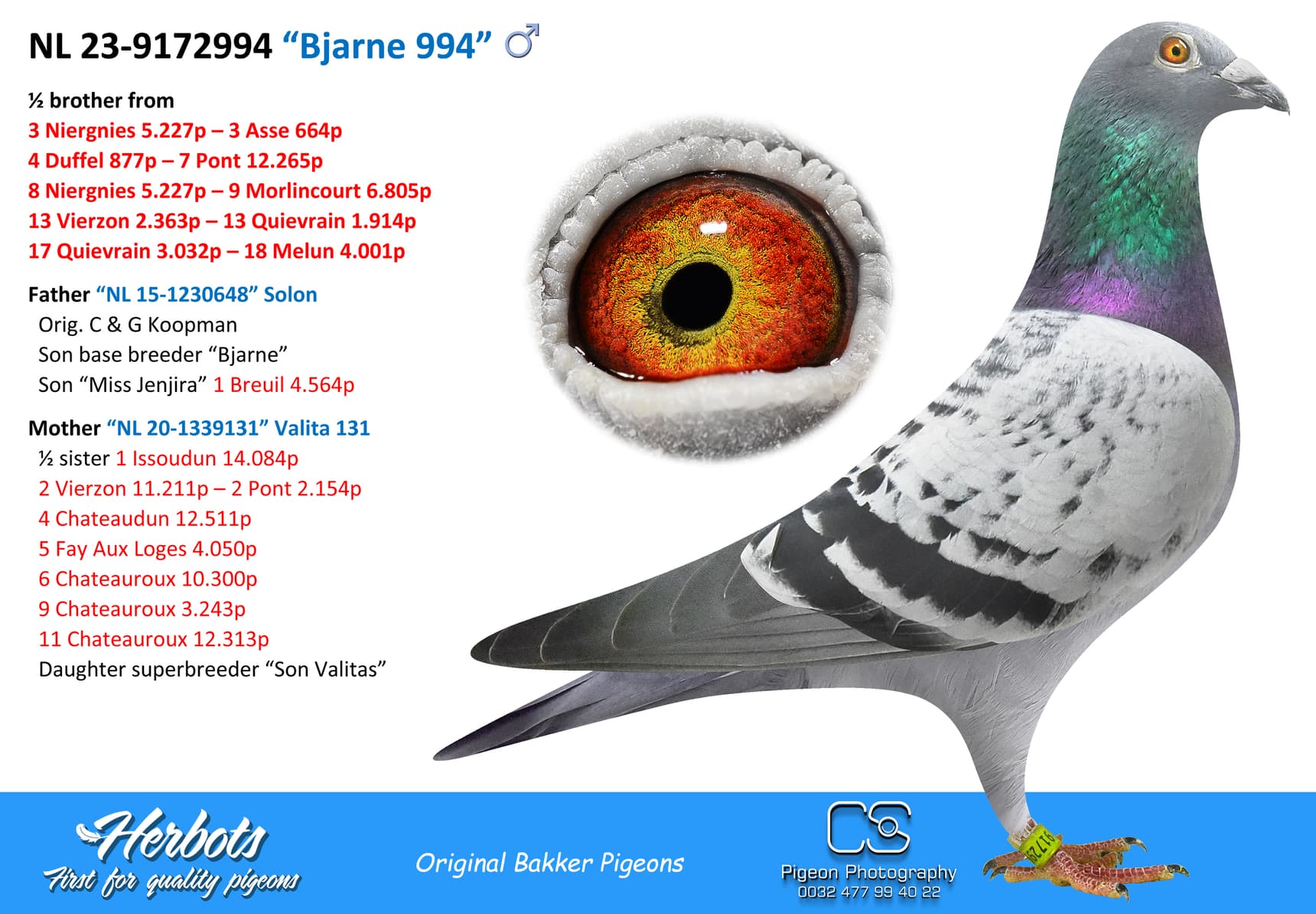 pigeon: undefined