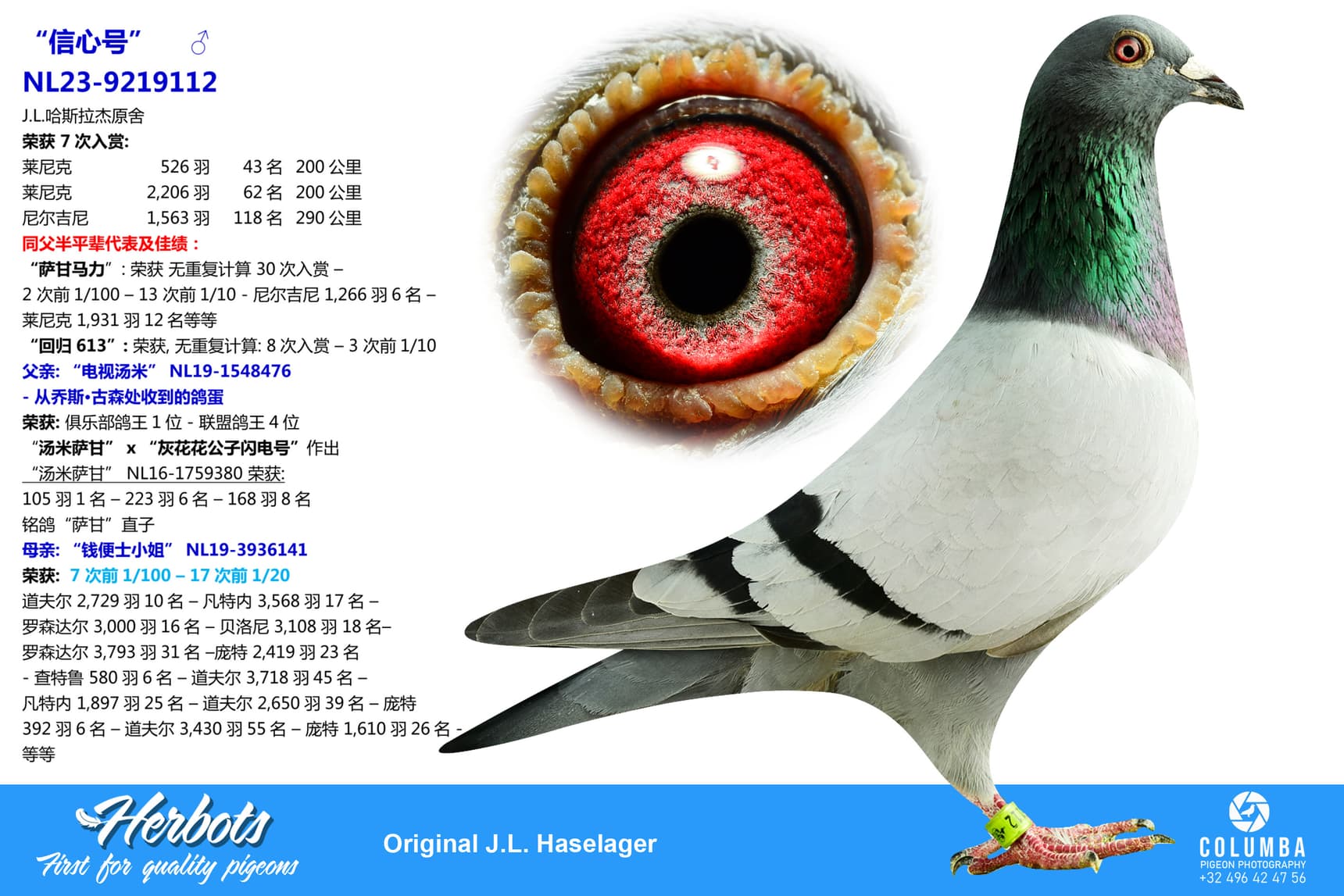 pigeon: undefined
