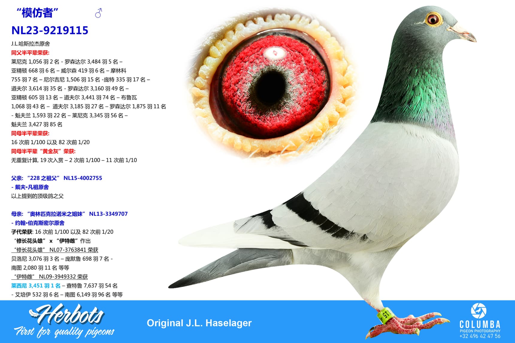 pigeon: undefined