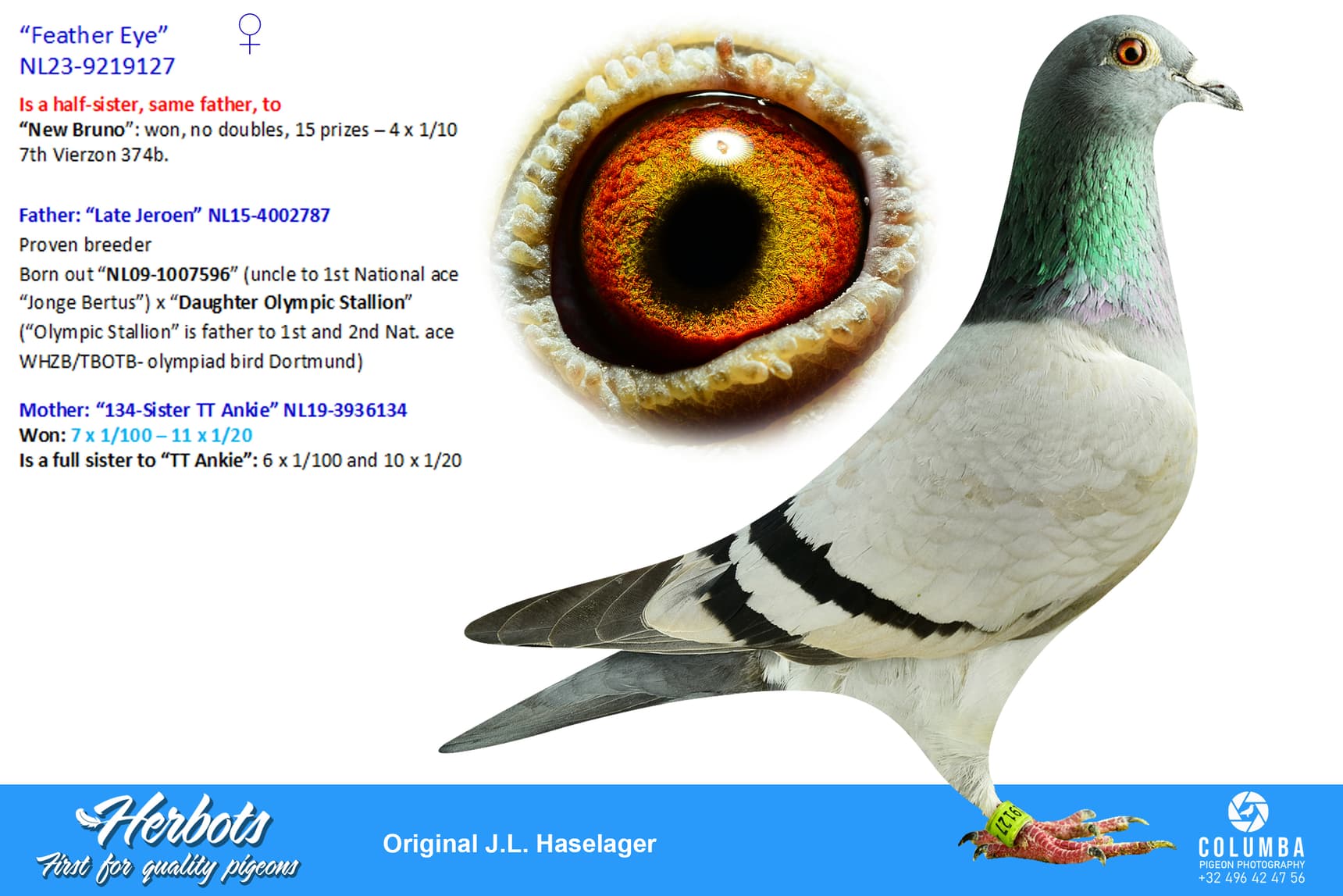 pigeon: undefined
