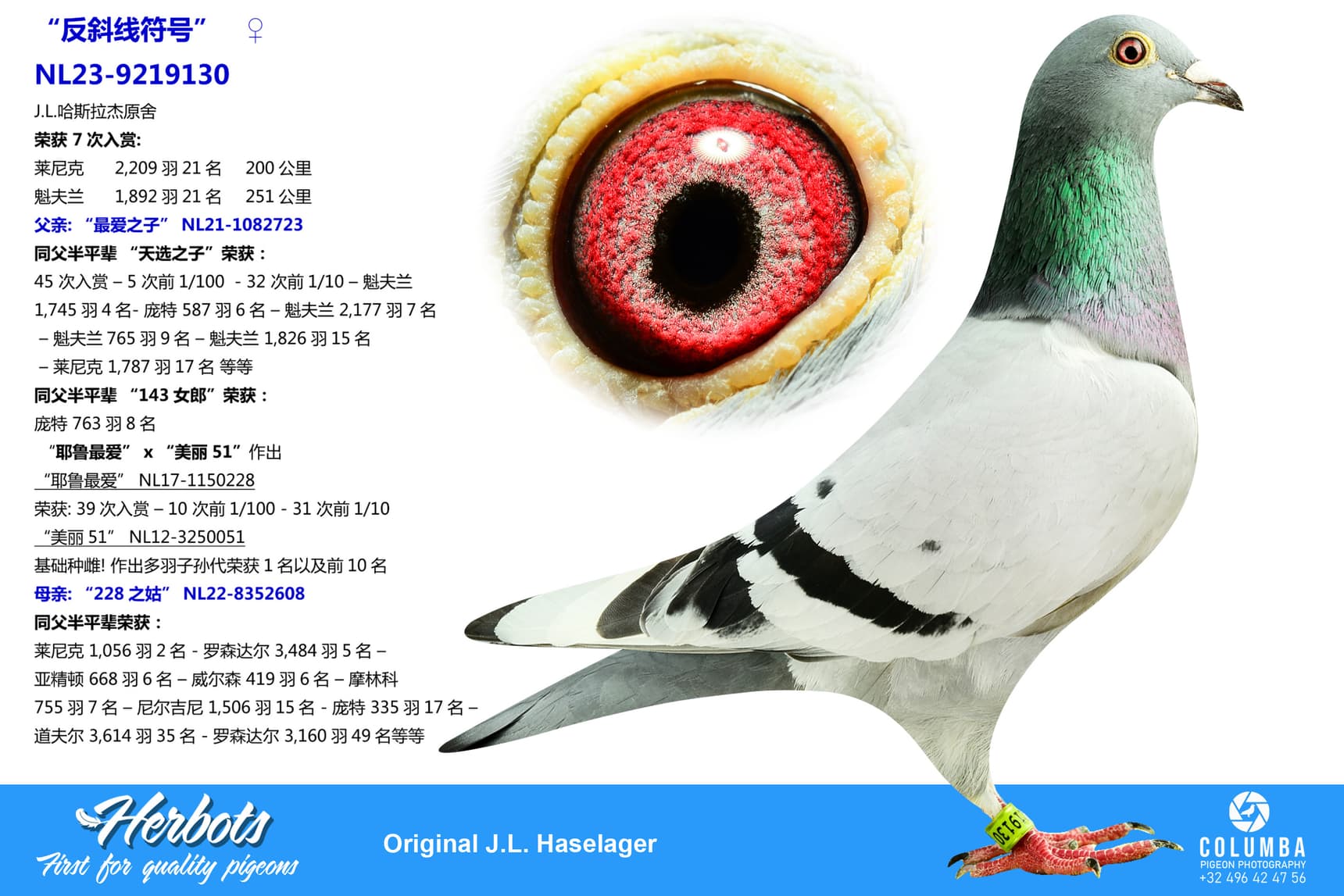 pigeon: undefined