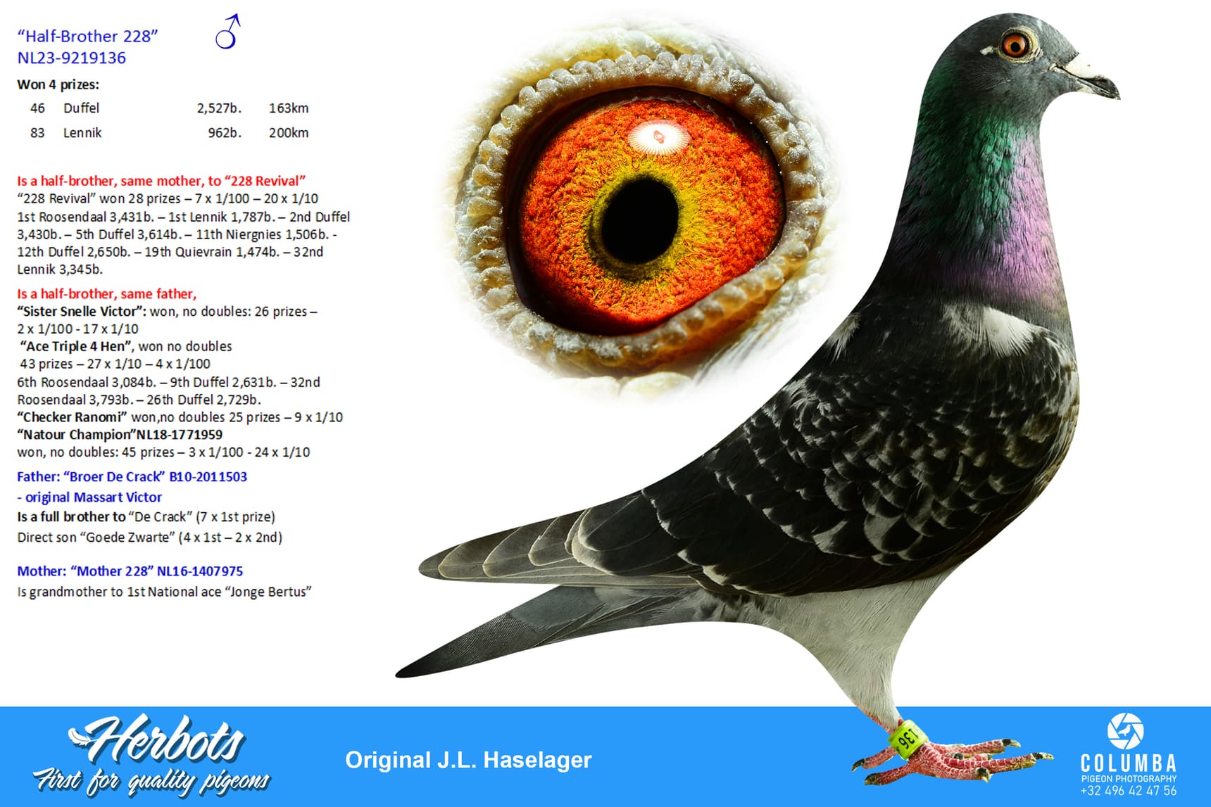 pigeon: undefined