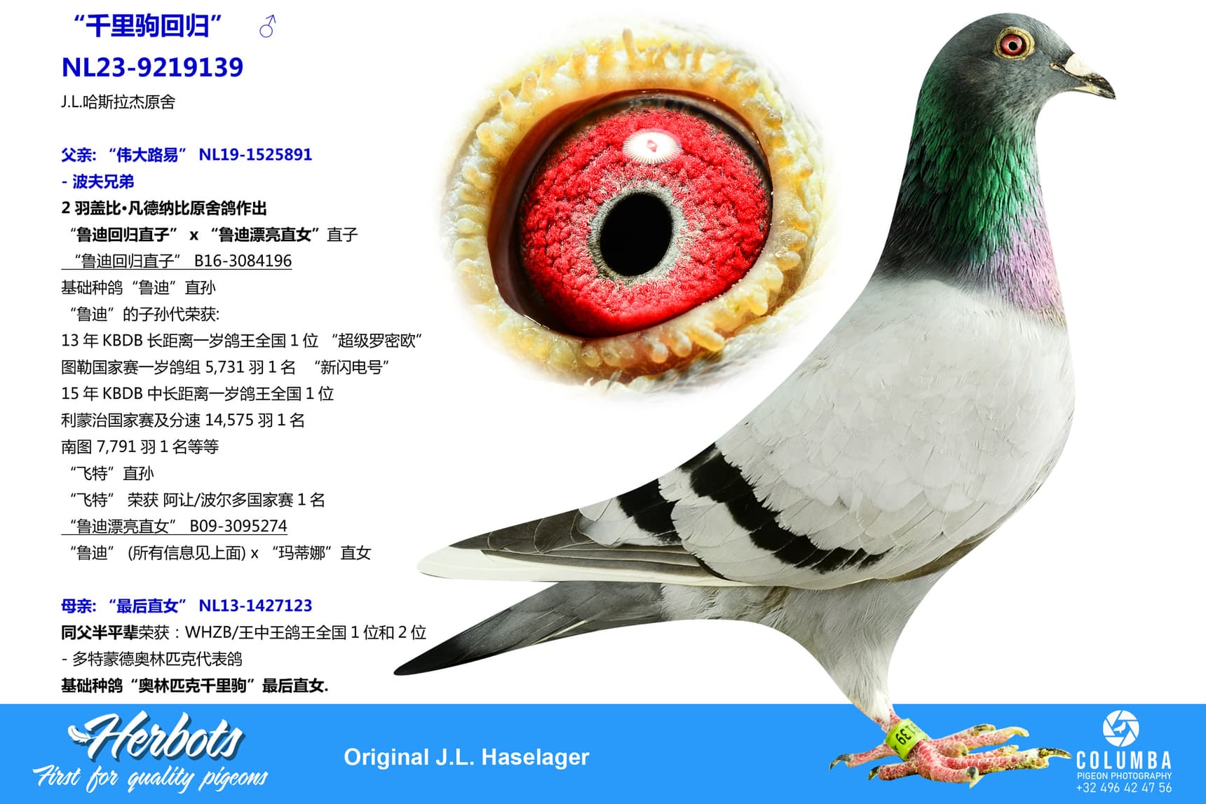 pigeon: undefined
