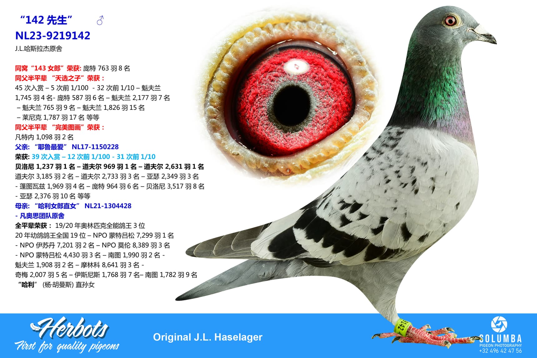 pigeon: undefined