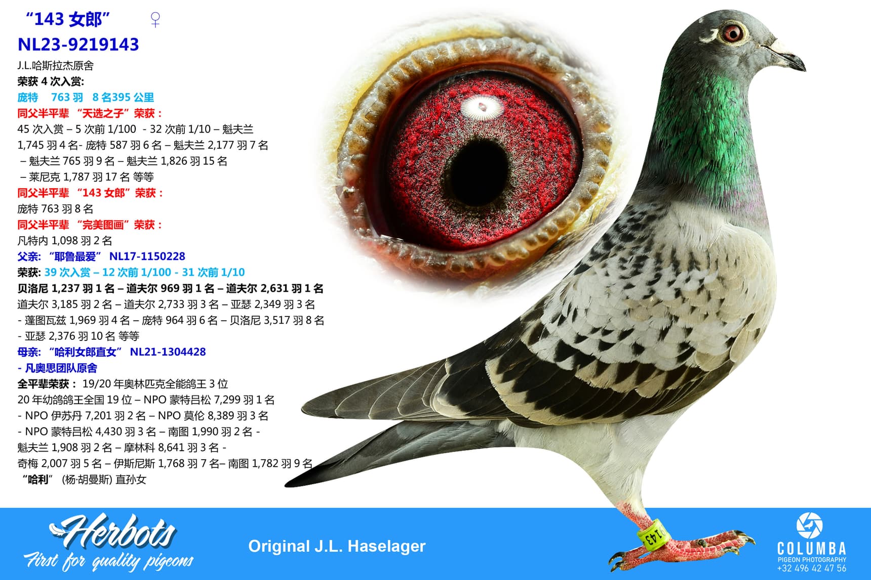 pigeon: undefined