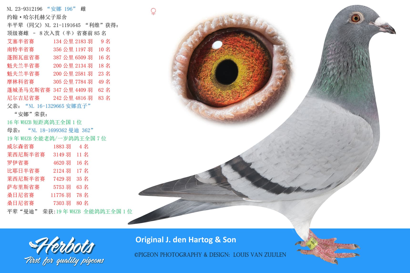 pigeon: “安娜 196”