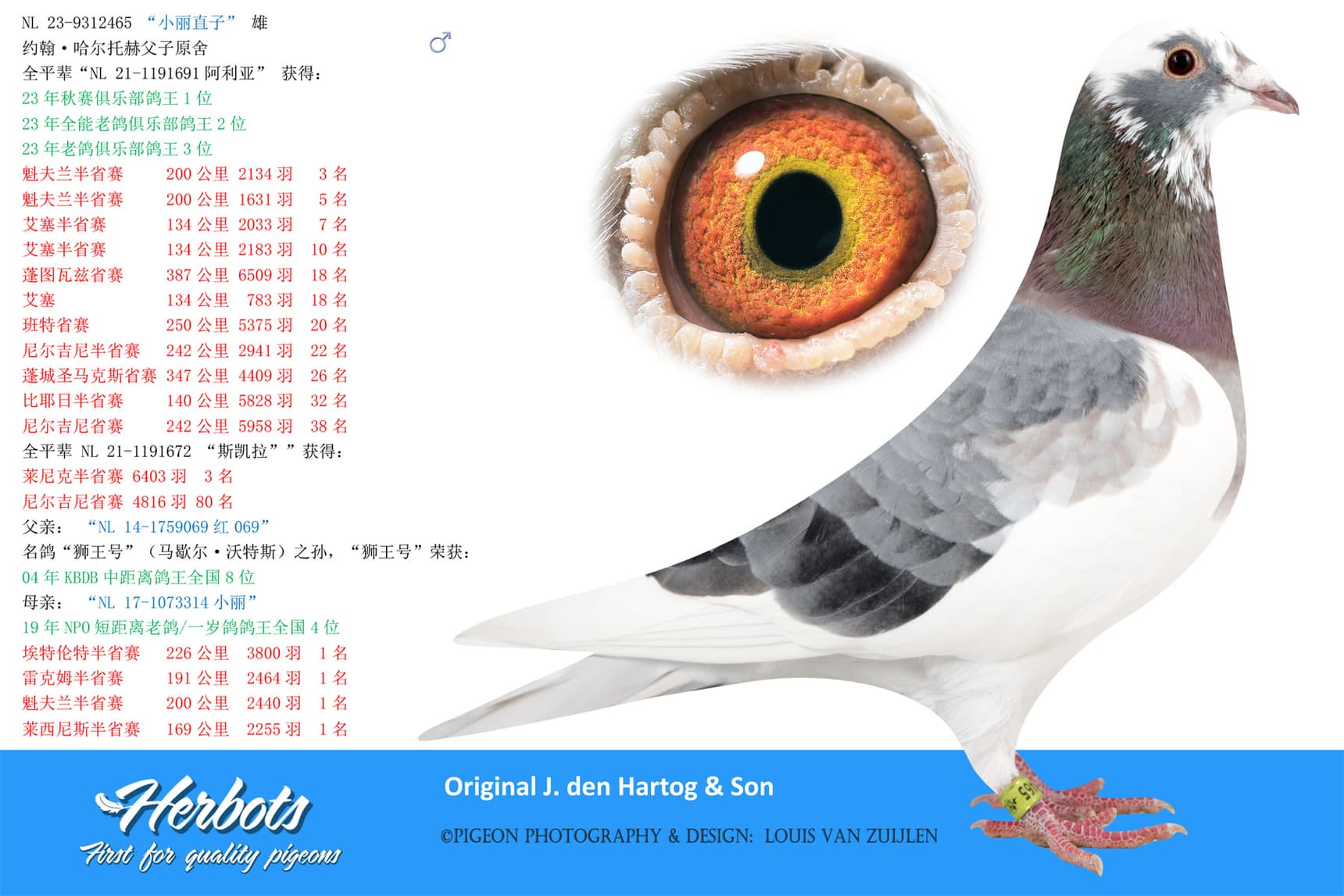 pigeon: “小丽直子”