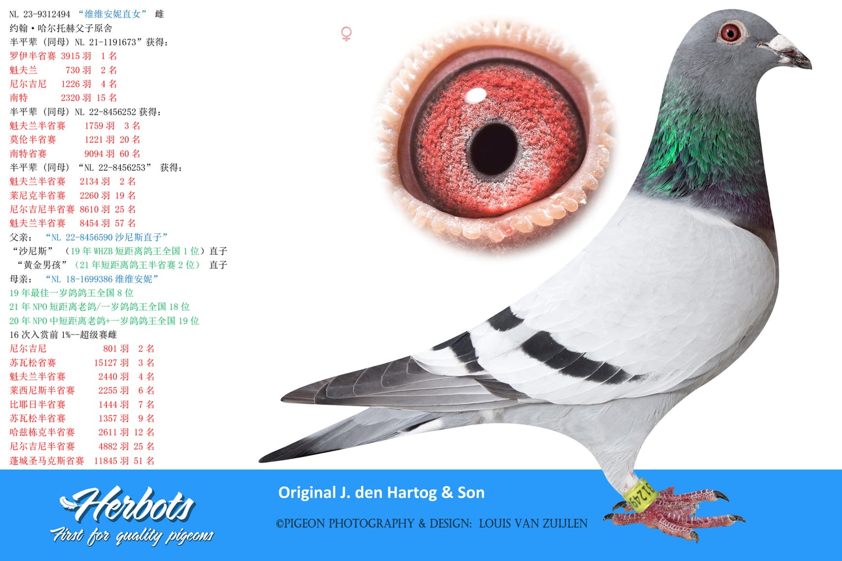 pigeon: “维维安妮直女”