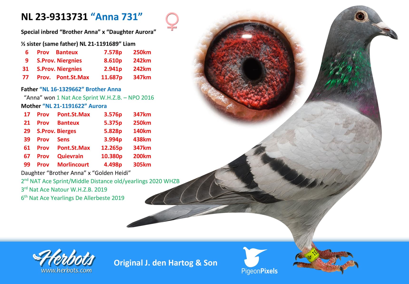 pigeon: “Anna 731”