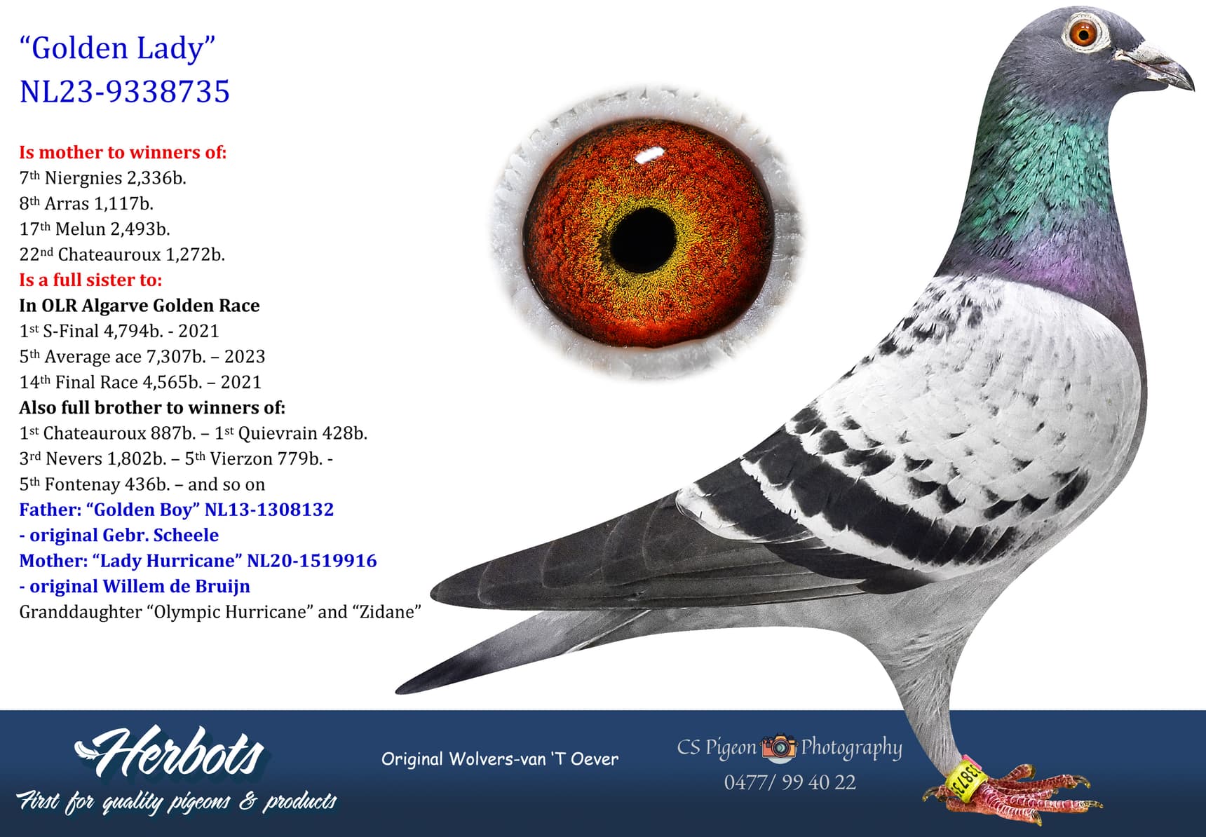 pigeon: undefined