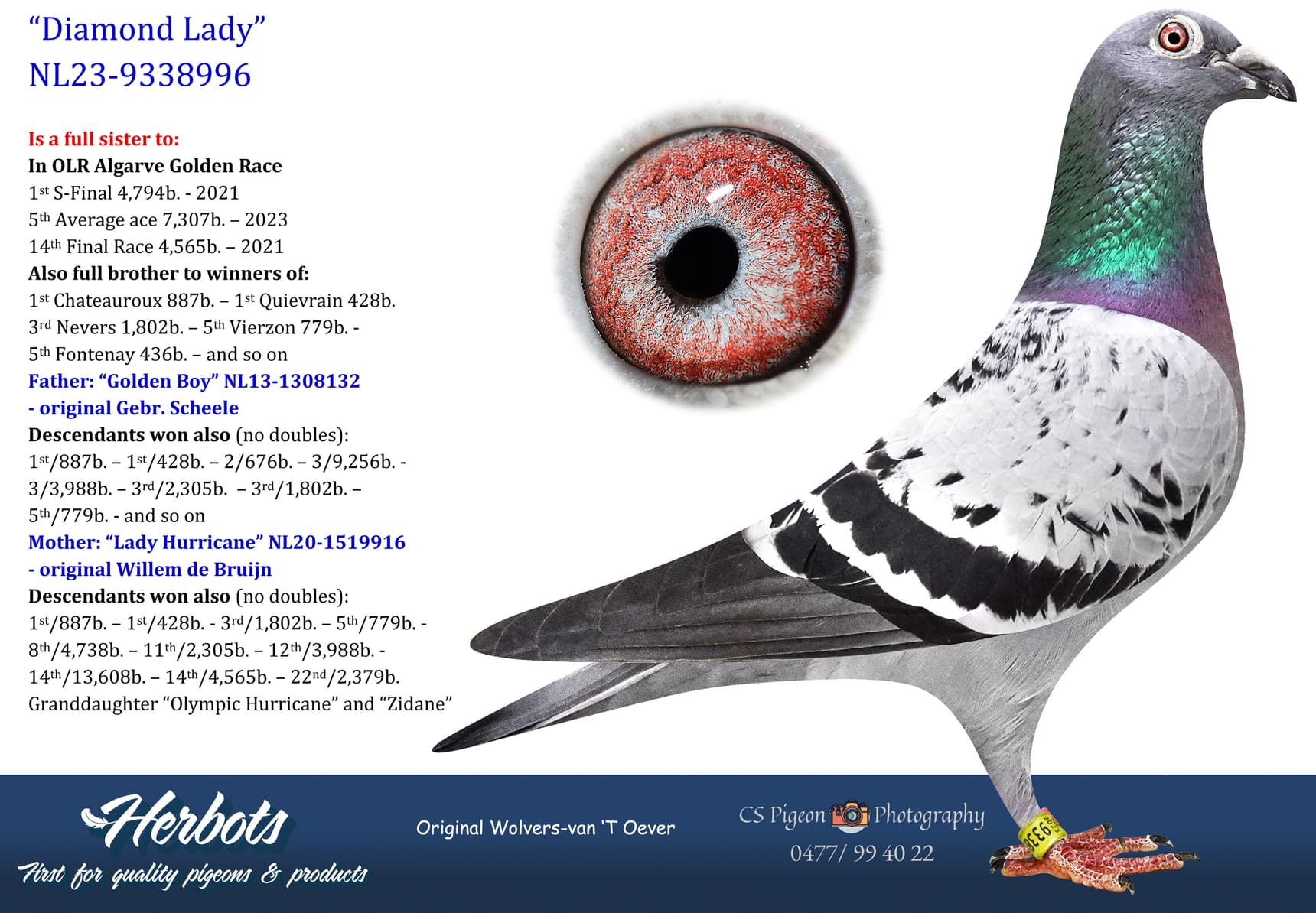pigeon: undefined