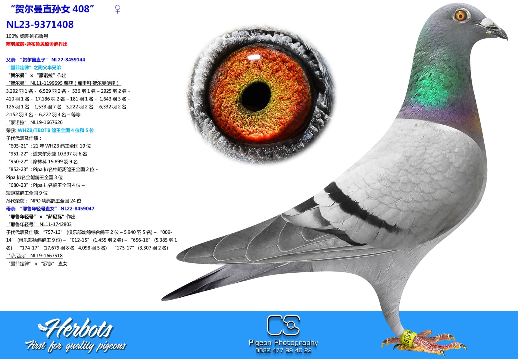 pigeon: undefined