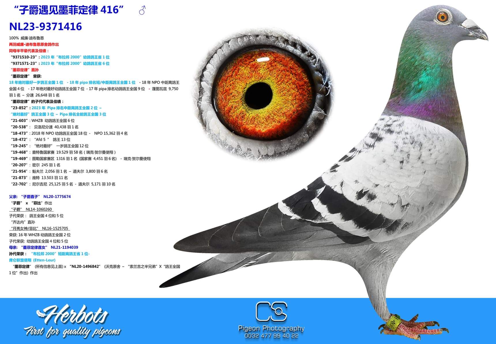 pigeon: undefined
